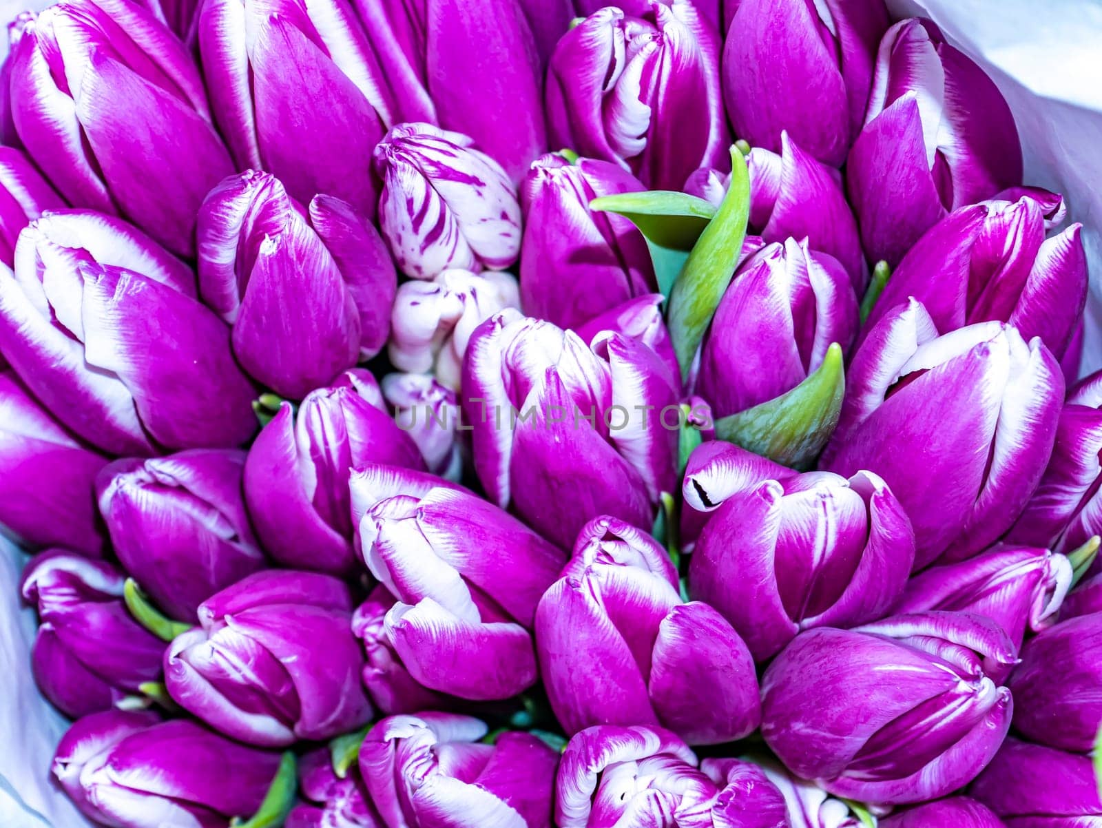 Festive bouquet of flowers of lilac and white tulips for Mother's Day. Mothers Day. Valentine's Day. Birthday. Bridal bouquet. Gift. Place for text. Background image.