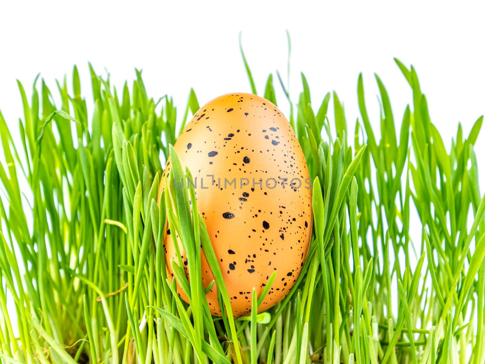 Colored easter egg in green grass on a white background. Easter. Religion. The culture. Place for text. Background image.