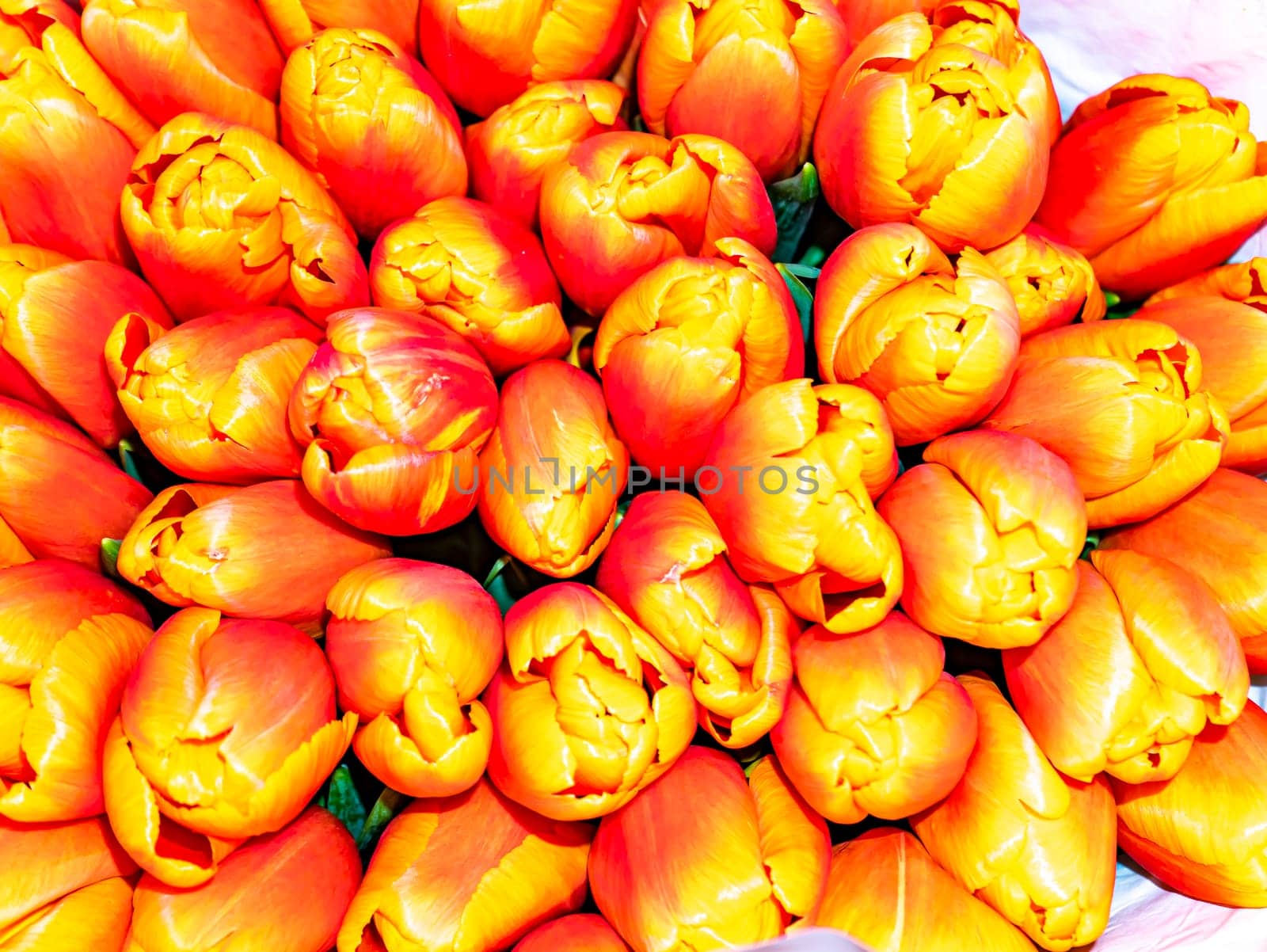 Festive bouquet of flowers of red and yellow tulips for Mother's Day. Mothers Day. Valentine's Day. Birthday. Bridal bouquet. Gift. Place for text. Background image.
