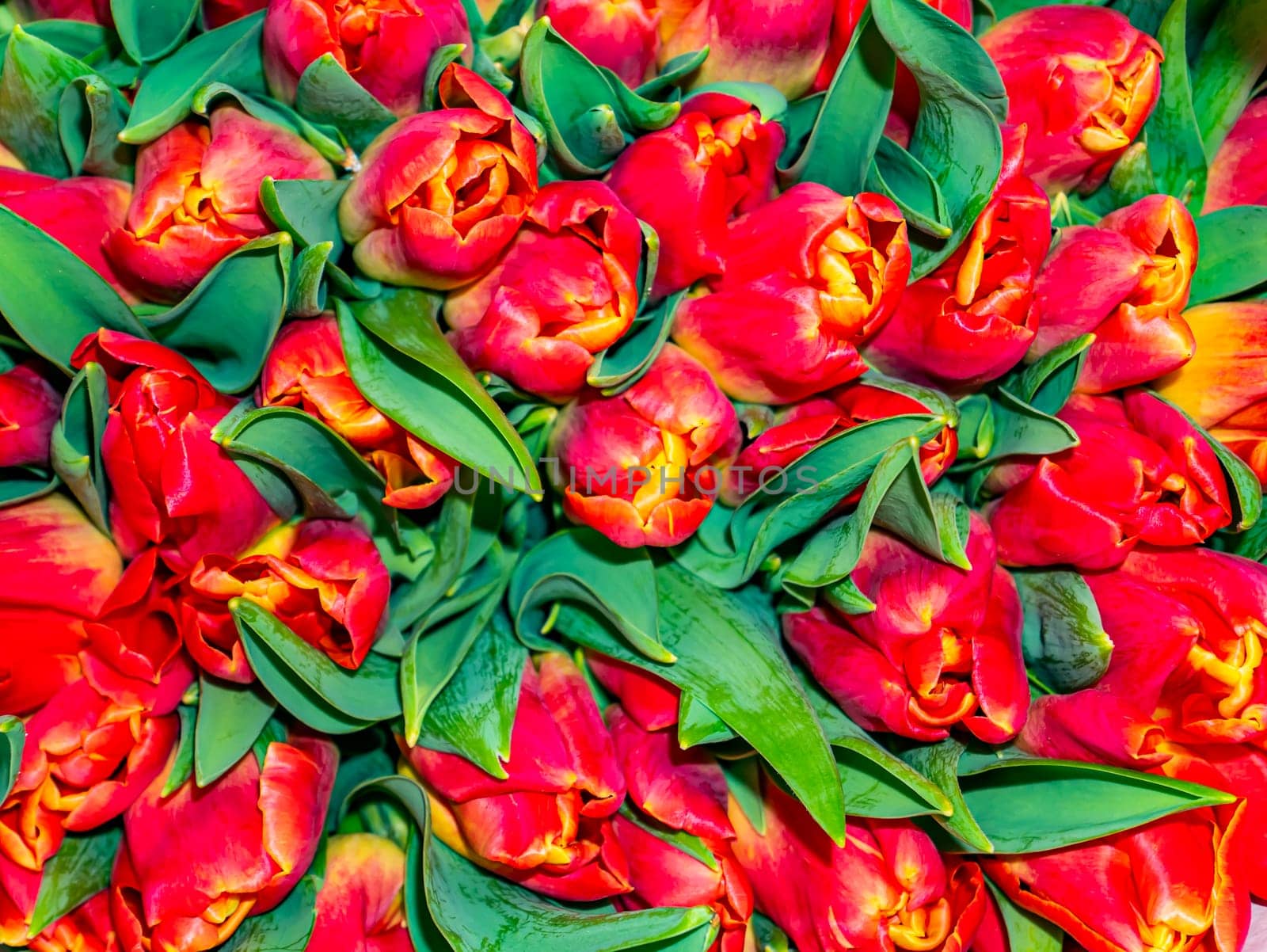 Festive bouquet of flowers of red and yellow tulips for Mother's Day. Mothers Day. Valentine's Day. Birthday. Bridal bouquet. Gift. Place for text. Background image.