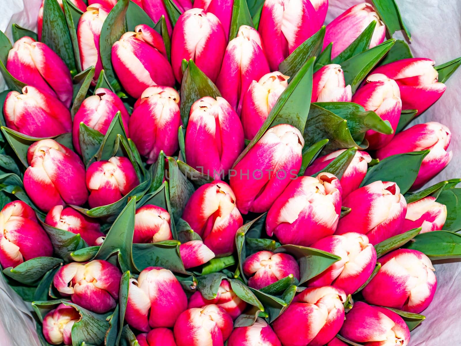 Festive bouquet of flowers of red and white tulips for Mother's Day. Mothers Day. Valentine's Day. Birthday. Bridal bouquet. Gift. Place for text. Background image.