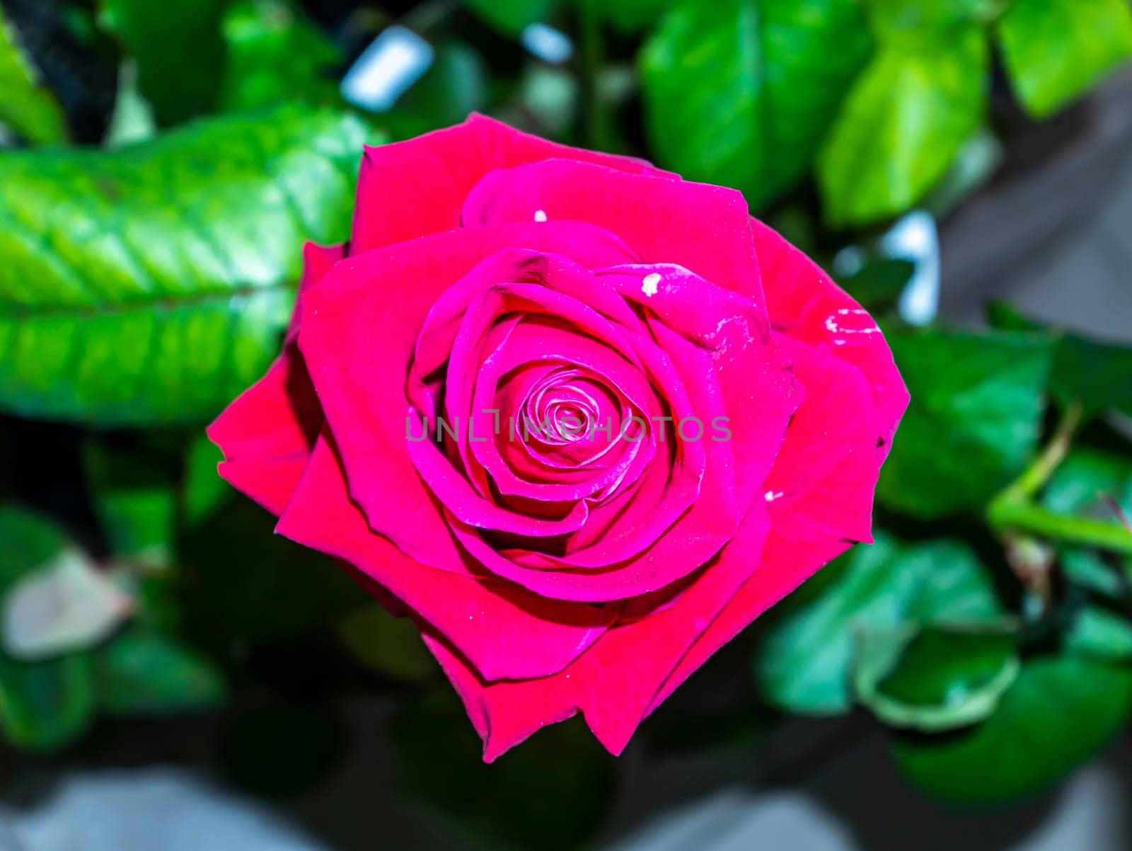 Festive bouquet of garden flowers of a red rose. Mothers Day. Birthday. Bridal bouquet. Day of Remembrance. International Women's Day. Place for text. Background image. Advertising. Gift.
