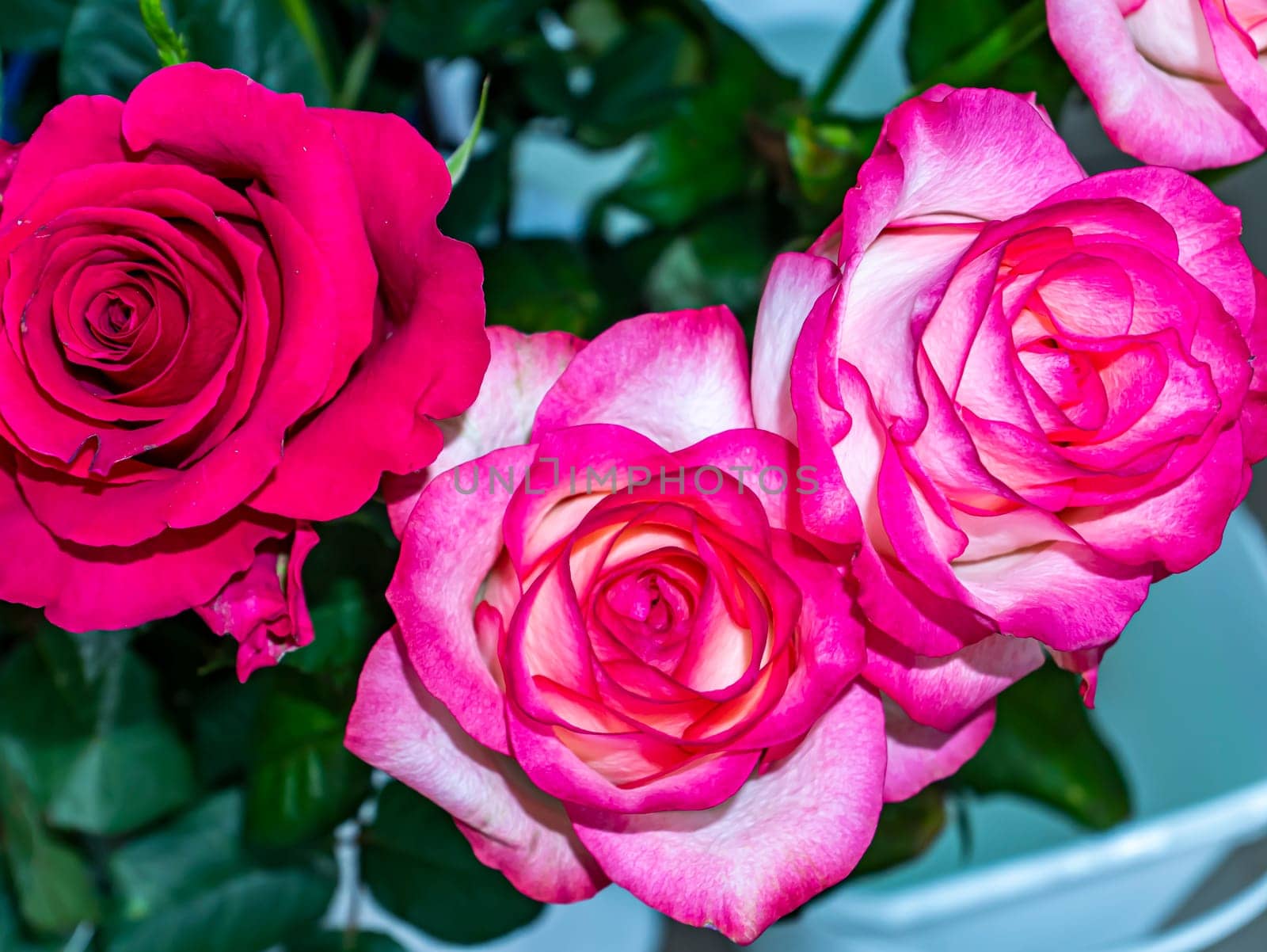 Festive bouquet of garden flowers of a red and pink rose. Mothers Day. Birthday. Bridal bouquet. Day of Remembrance. International Women's Day. Place for text. Background image. Advertising. Gift.