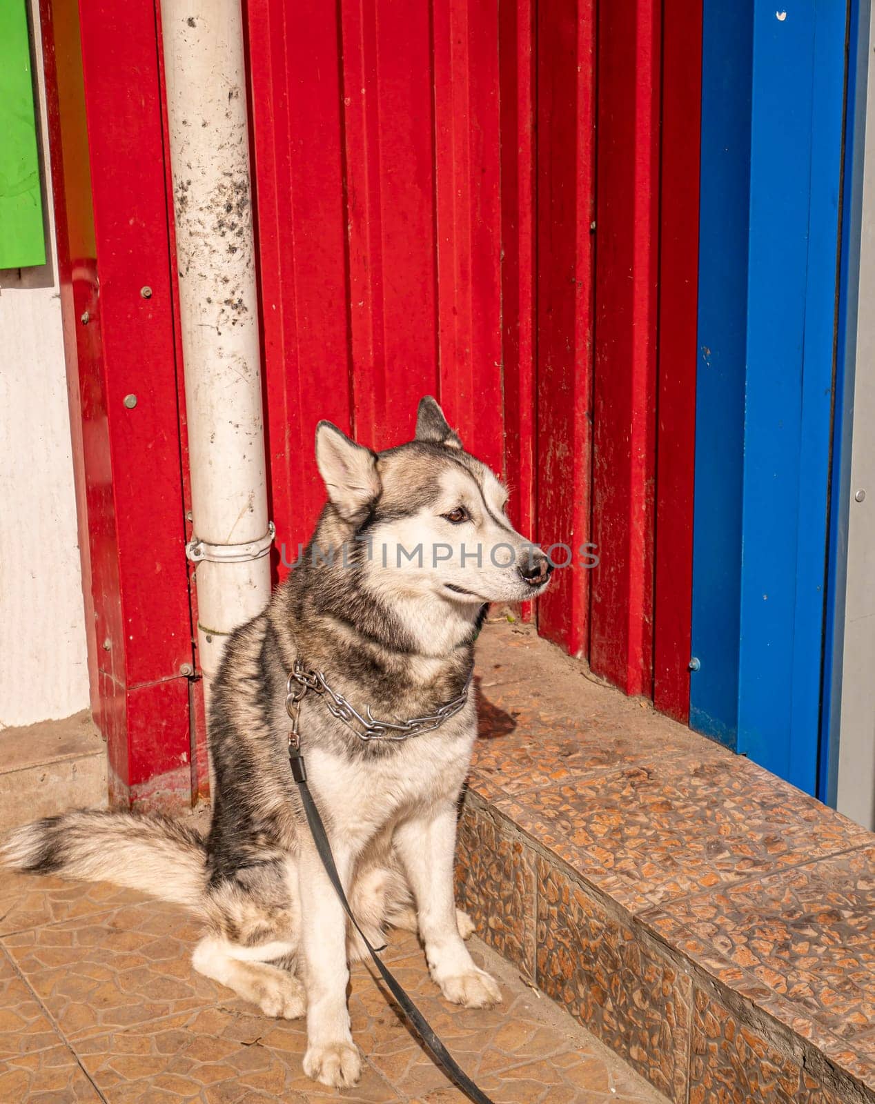 Husky domestic dog on a leash waiting for the owner on the street. Pets. Dog. Place for text. Their background image.