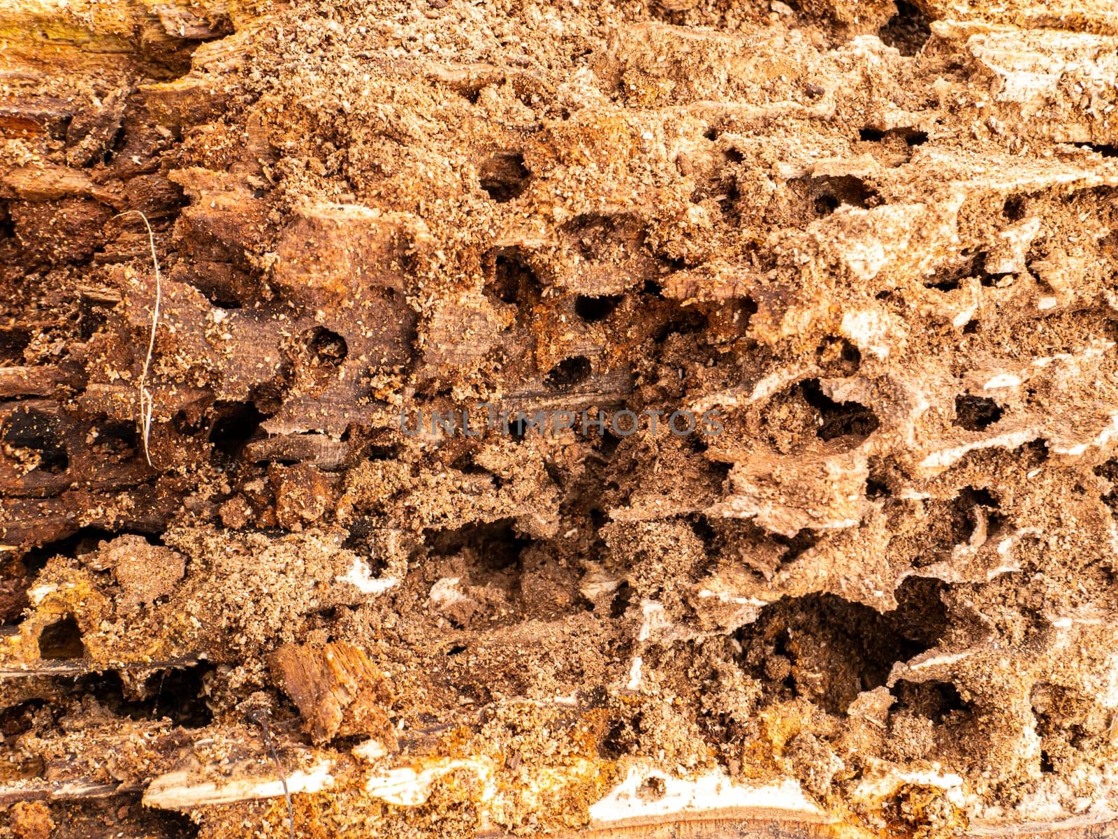 Texture of rotten wood eaten by insects. Background image place for text. Wood processing industry. Deforestation.