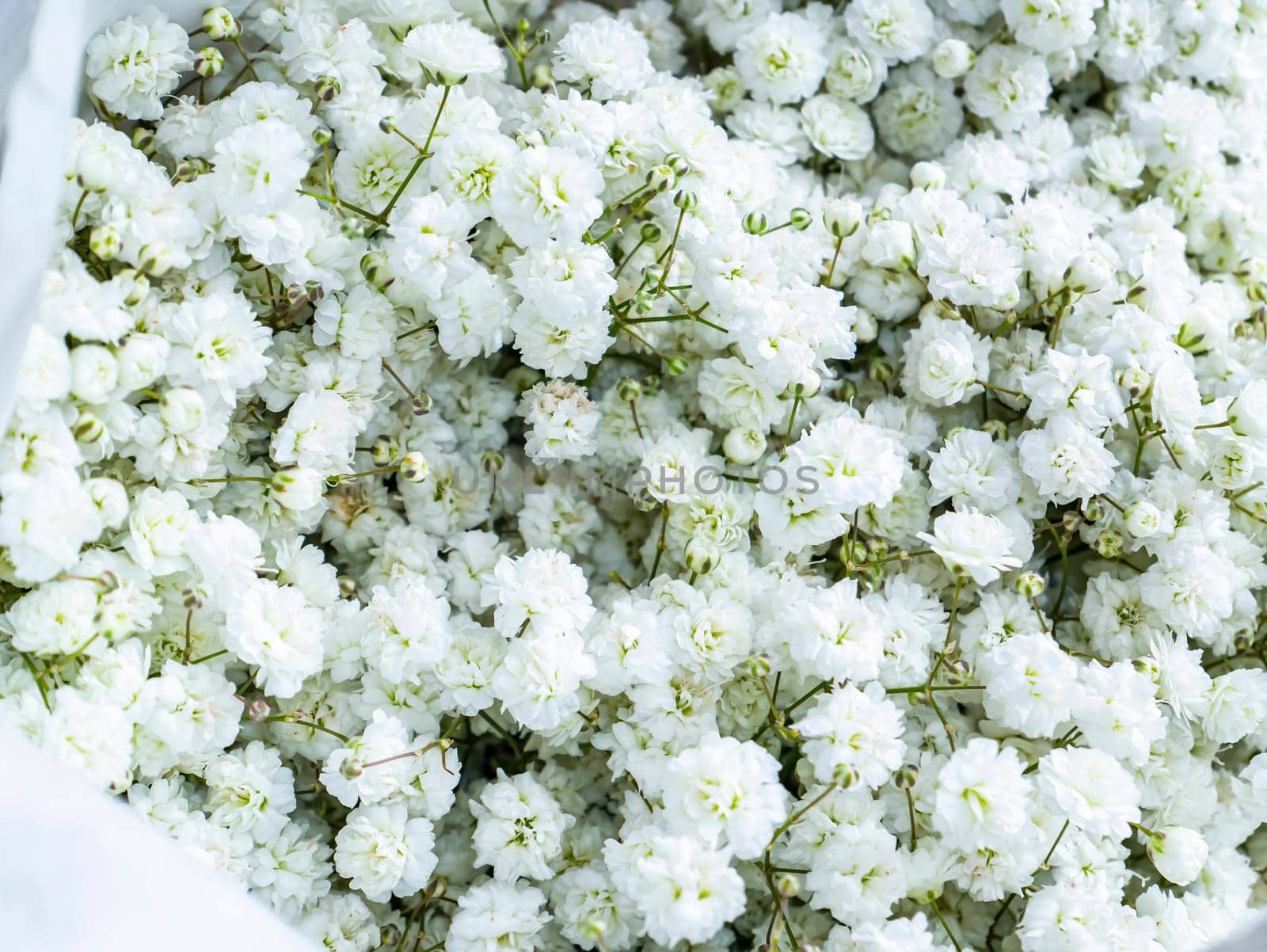 Festive bridal bouquet at a wedding of white flowers. Birthday. Mothers Day. International Women's Day. Valentine's Day. Wedding. Holiday. Place for text. Background image.