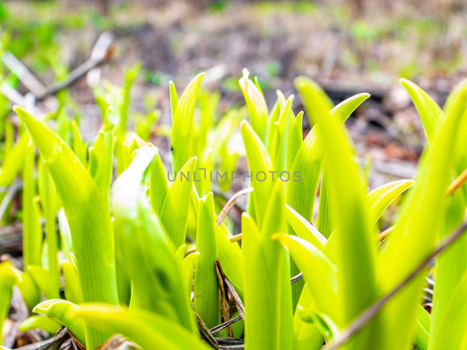 Spring green shoots of field plants under the sun. Earth Day. Place for text.