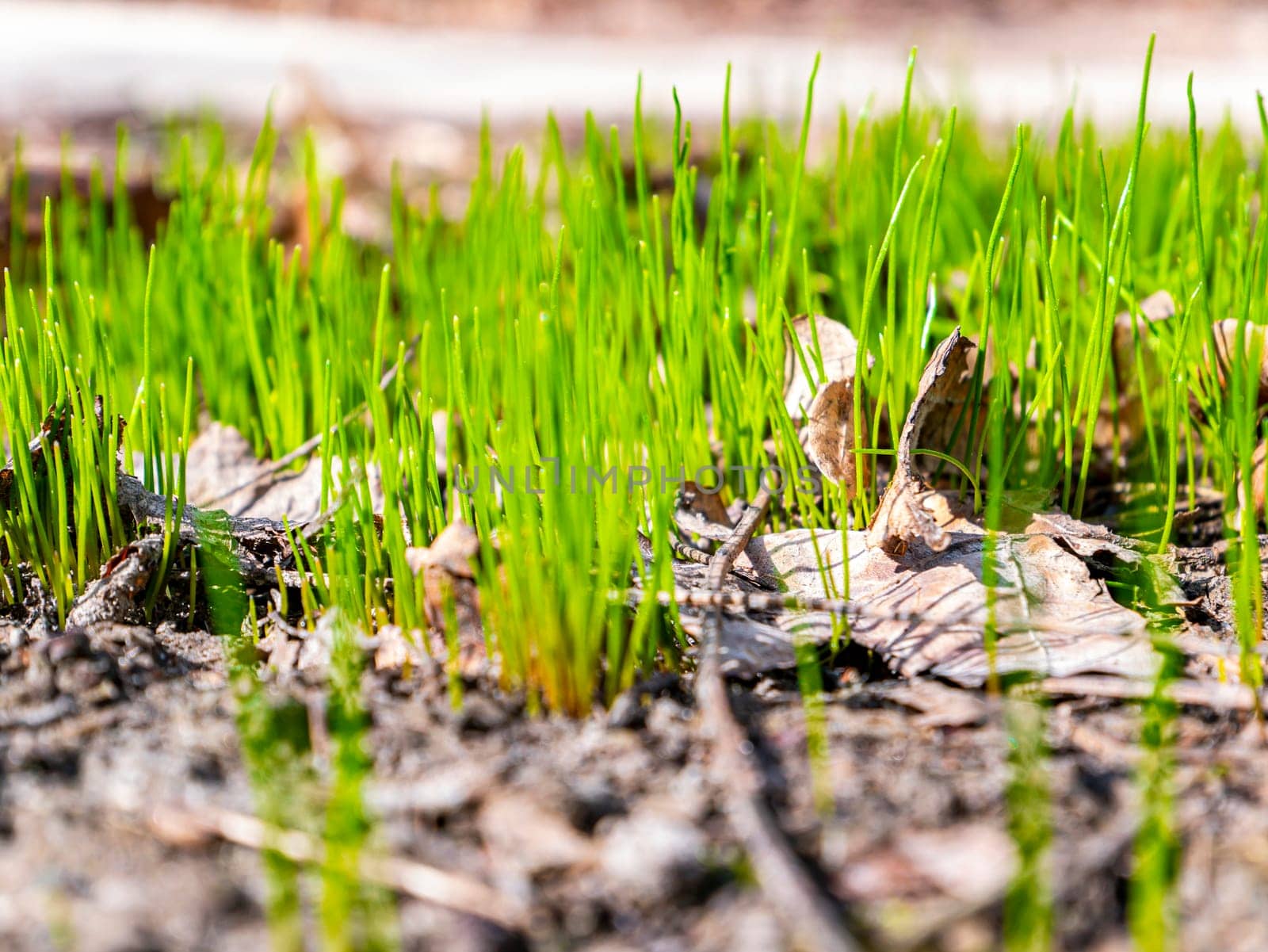 Spring green shoots of field plants under the sun. Earth Day. Place for text.