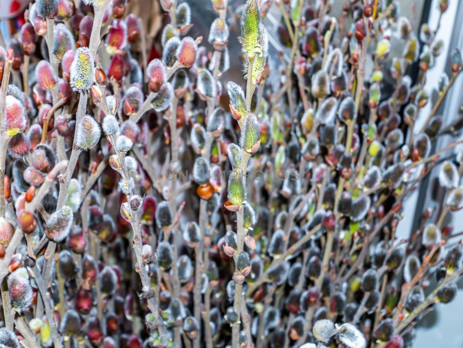 Bouquet of branches of a blossoming willow tree in spring. Holiday. Easter. Place for text. Background image.