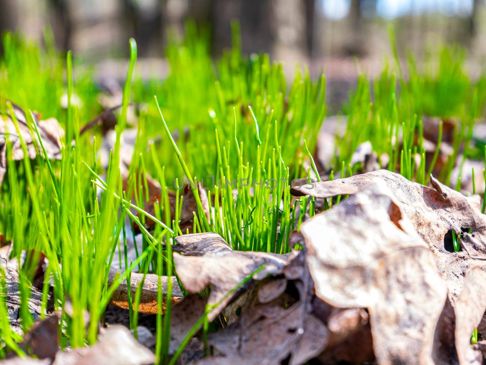 Spring green shoots of field plants under the sun. Earth Day. Place for text.
