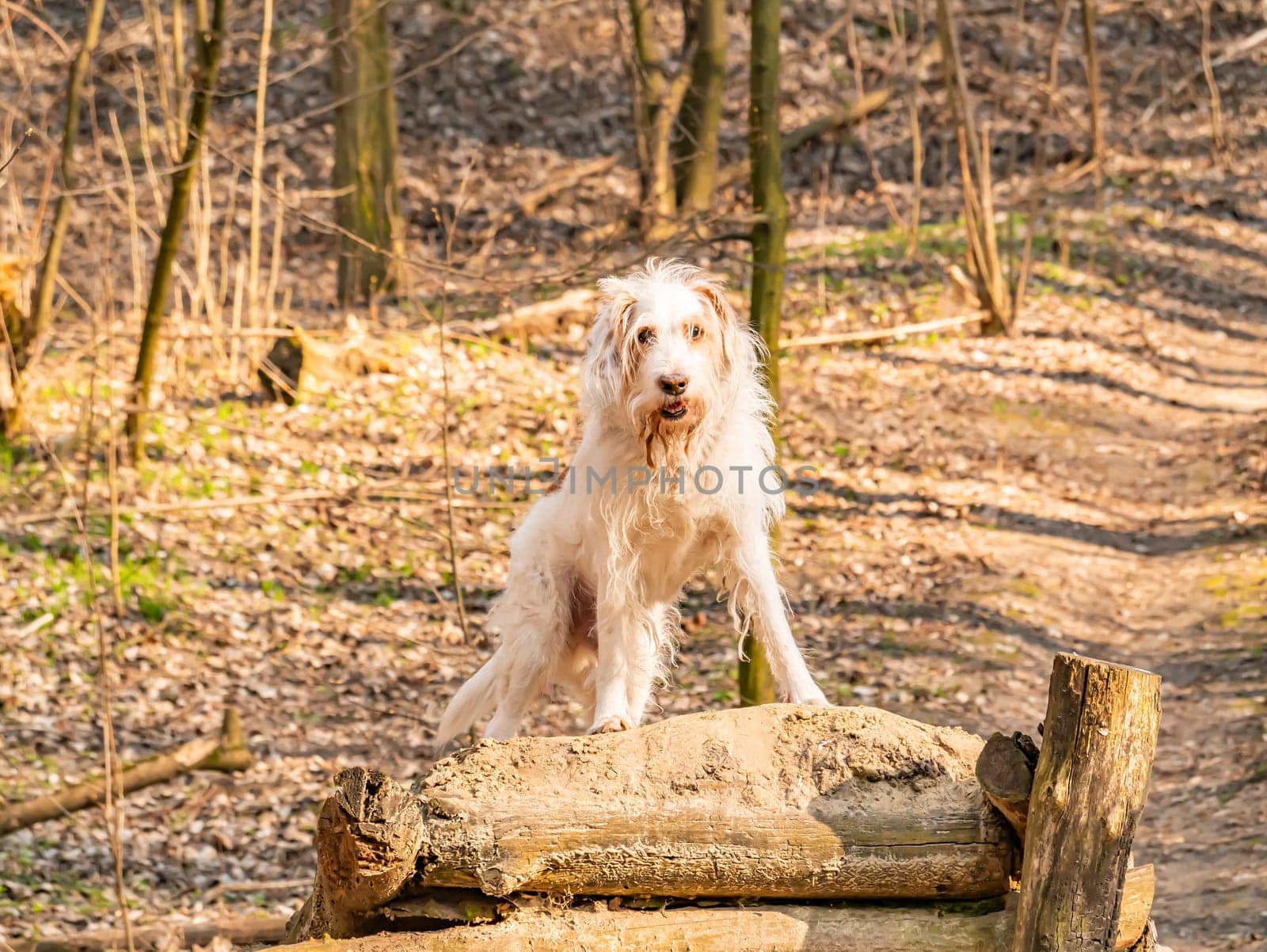 Purebred white setter dog on the street. Pets. Background