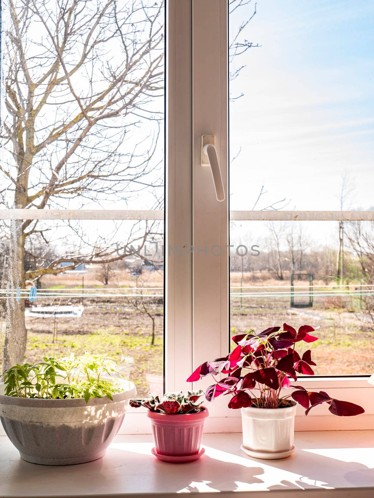 Flowerpots on a window in the sun. Background image. Place for text. House.