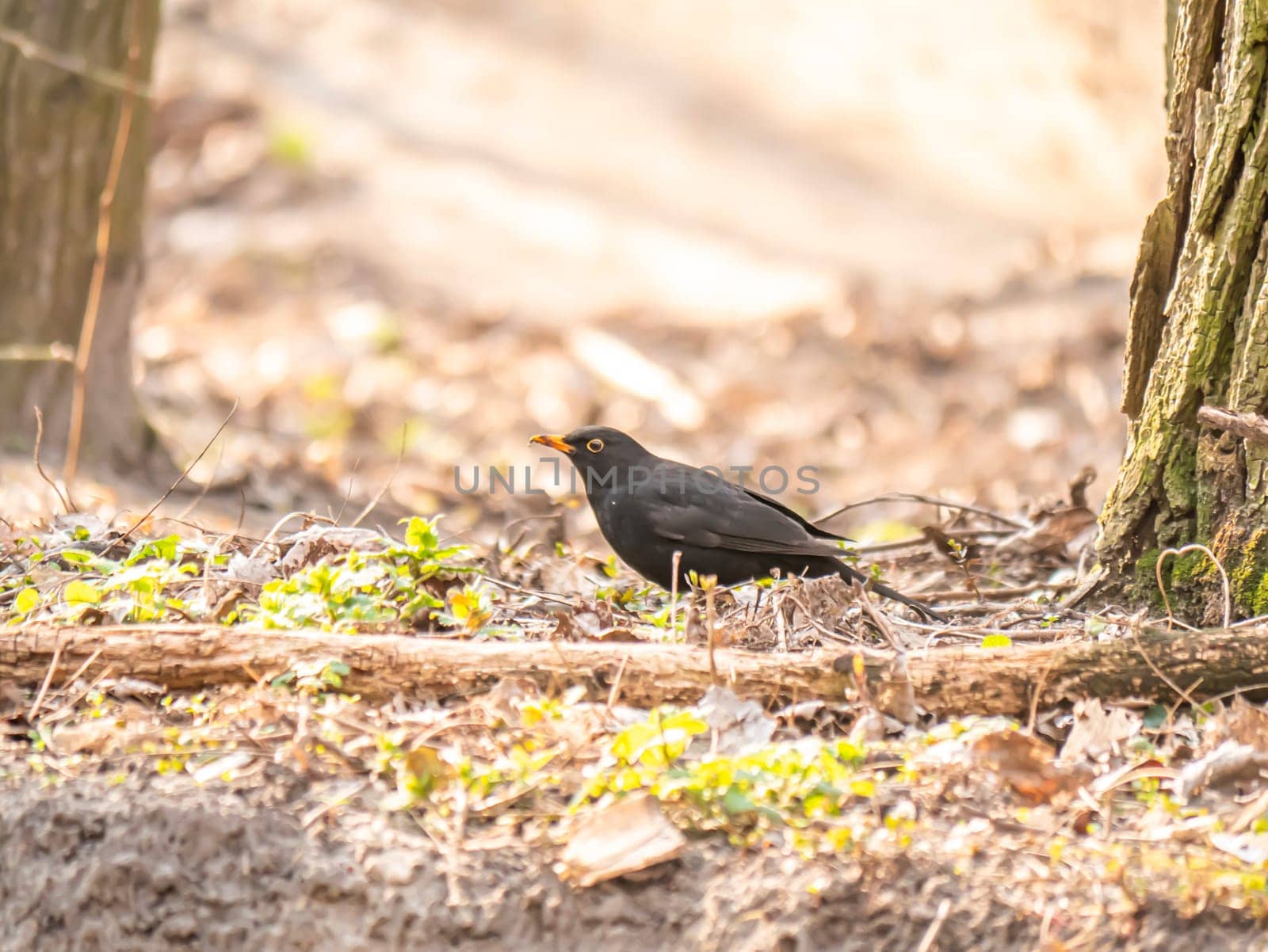 Blackbird bird in the spring forest under the sun rays. Nature. Birds. Background image. Animal world.
