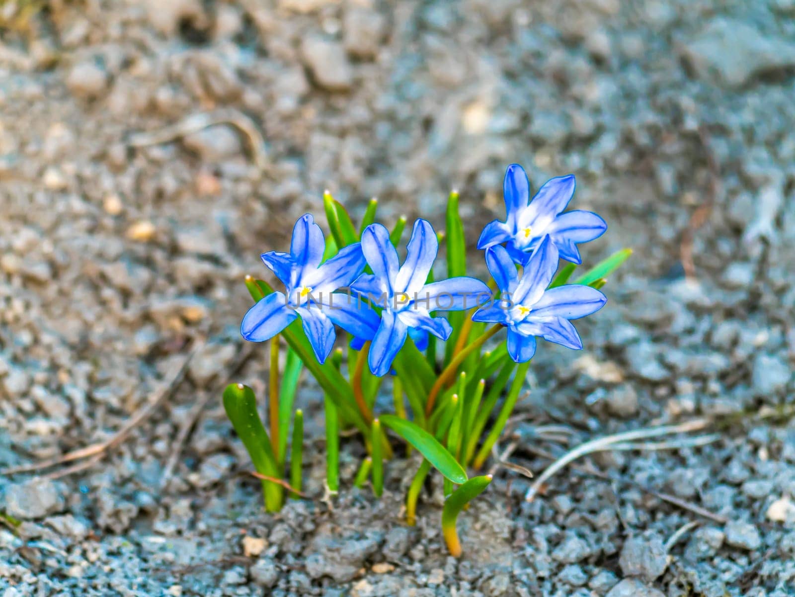 Flowers of forest blue violets in the ground. Birthday. Bridal bouquet. Mothers Day. Valentine's Day. Place for text. Showcase flower shop.