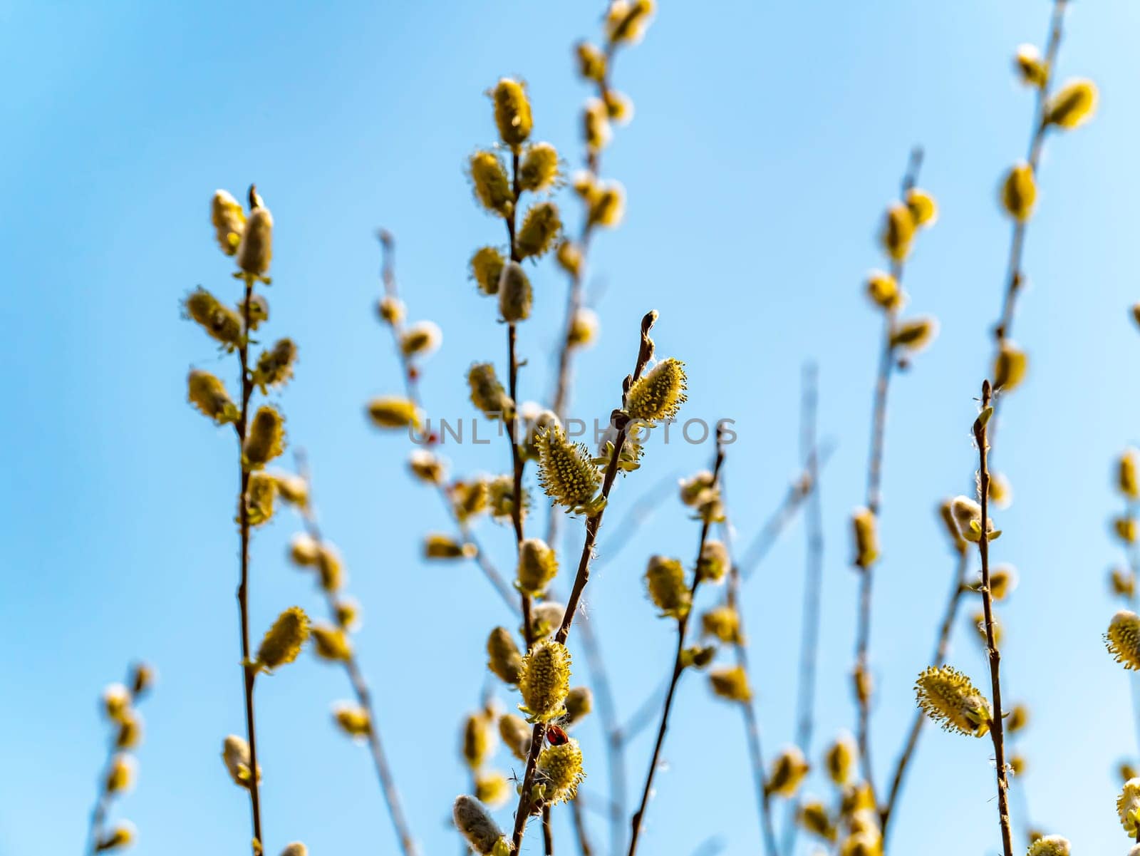 Spring flowering Easter willow tree against a blue sky. Easter. Gardening. Place for text. Background image. Earth Day. The farm.