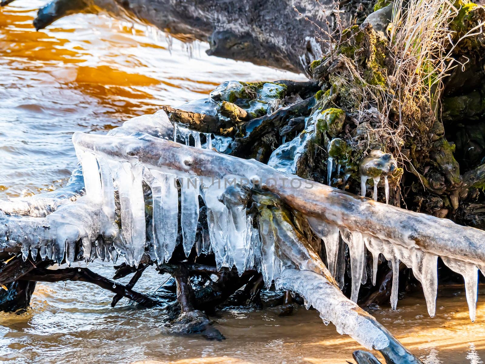 Tree branches in icicles over the water in the river. Natural landscape. Winter. Background image.