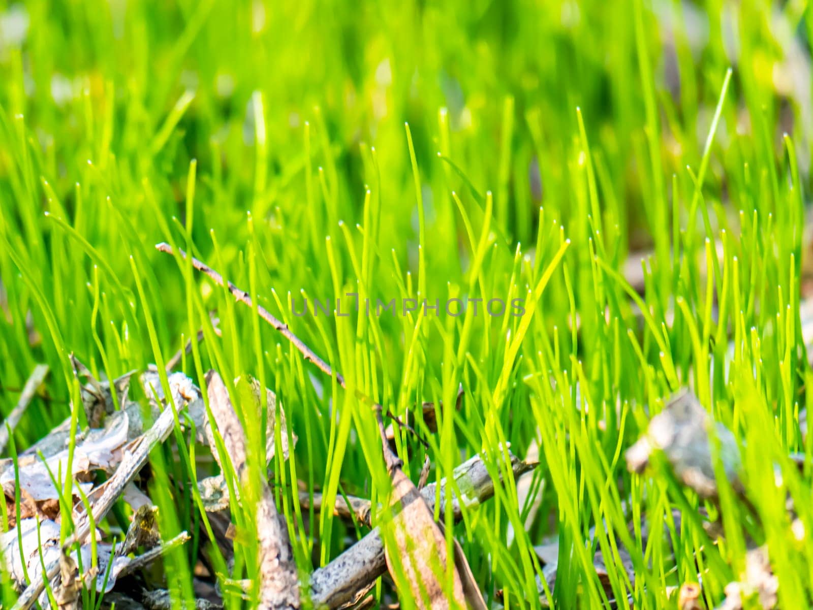 Spring green shoots of field plants under the sun. Earth Day. Place for text.