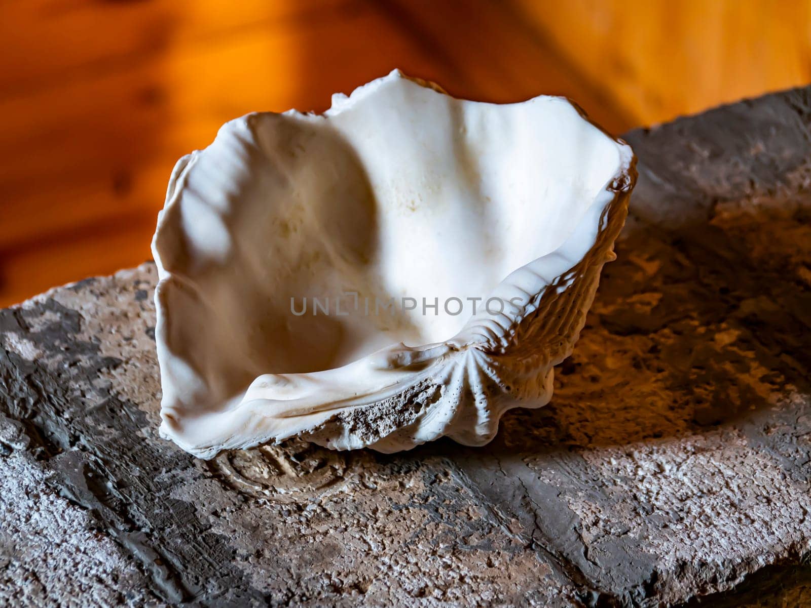 Sea shell pearl on the table in the shade. Background image. Place for text.