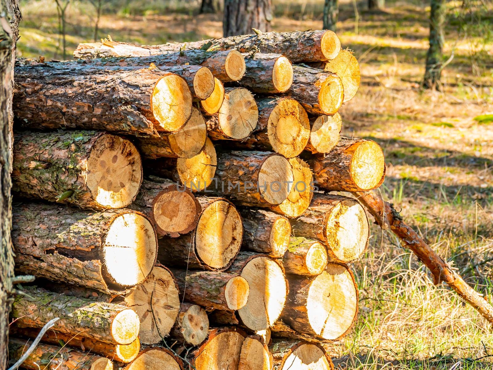 Pine tree logs piled in a pile in the forest when felled. I dig it. Harvesting the forest. Timber industry. Forest processing. Environment. Ecology. Place for text.