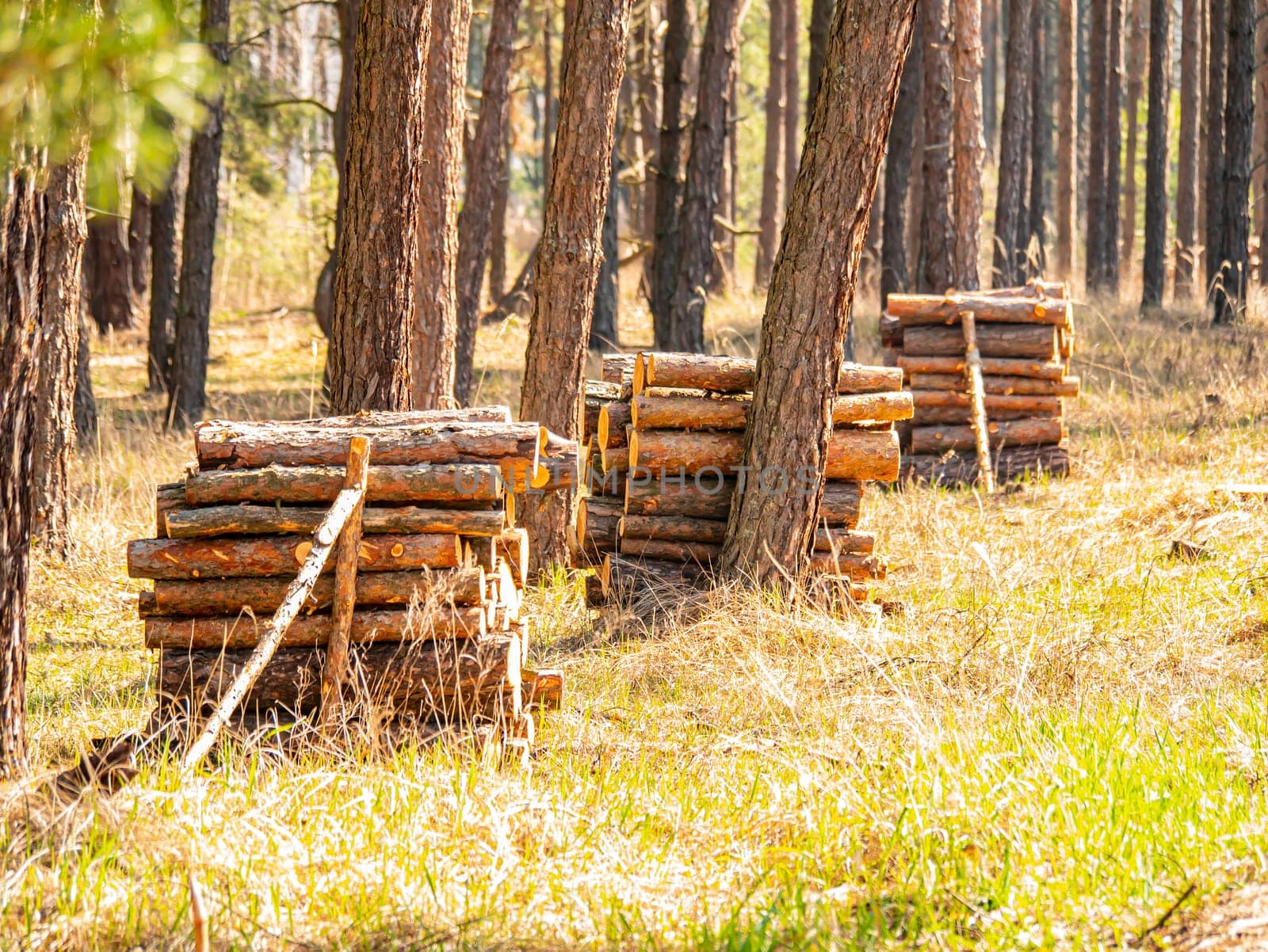 Pine tree logs piled in a pile in the forest when felled. I dig it. Harvesting the forest. Timber industry. Forest processing. Environment. Ecology. Place for text.