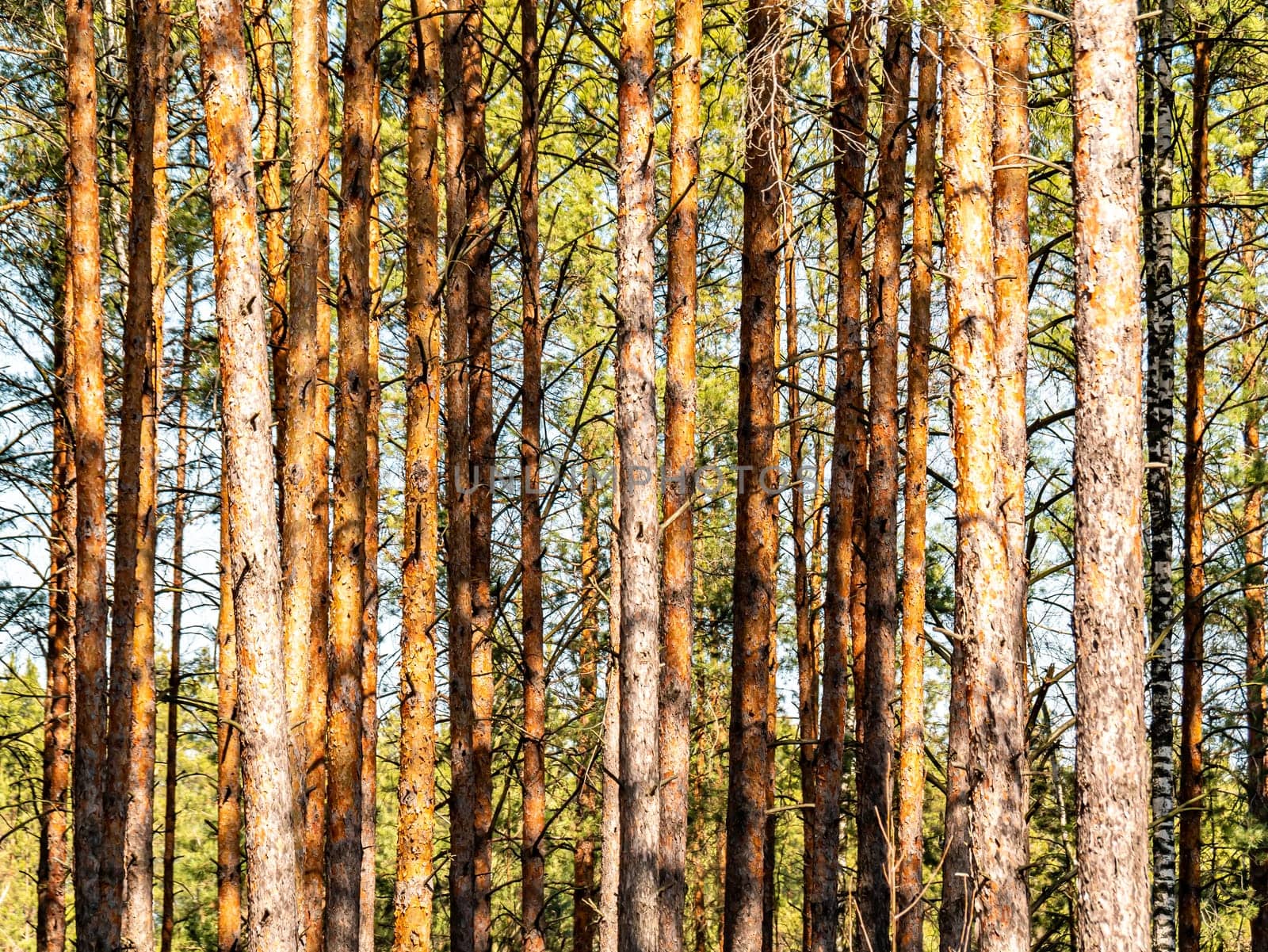 Trunks of pine forest trees in the sunlight. Natural background. A place for hunting. Background image. Place for text. Landscape. Sunny day. Blue sky.