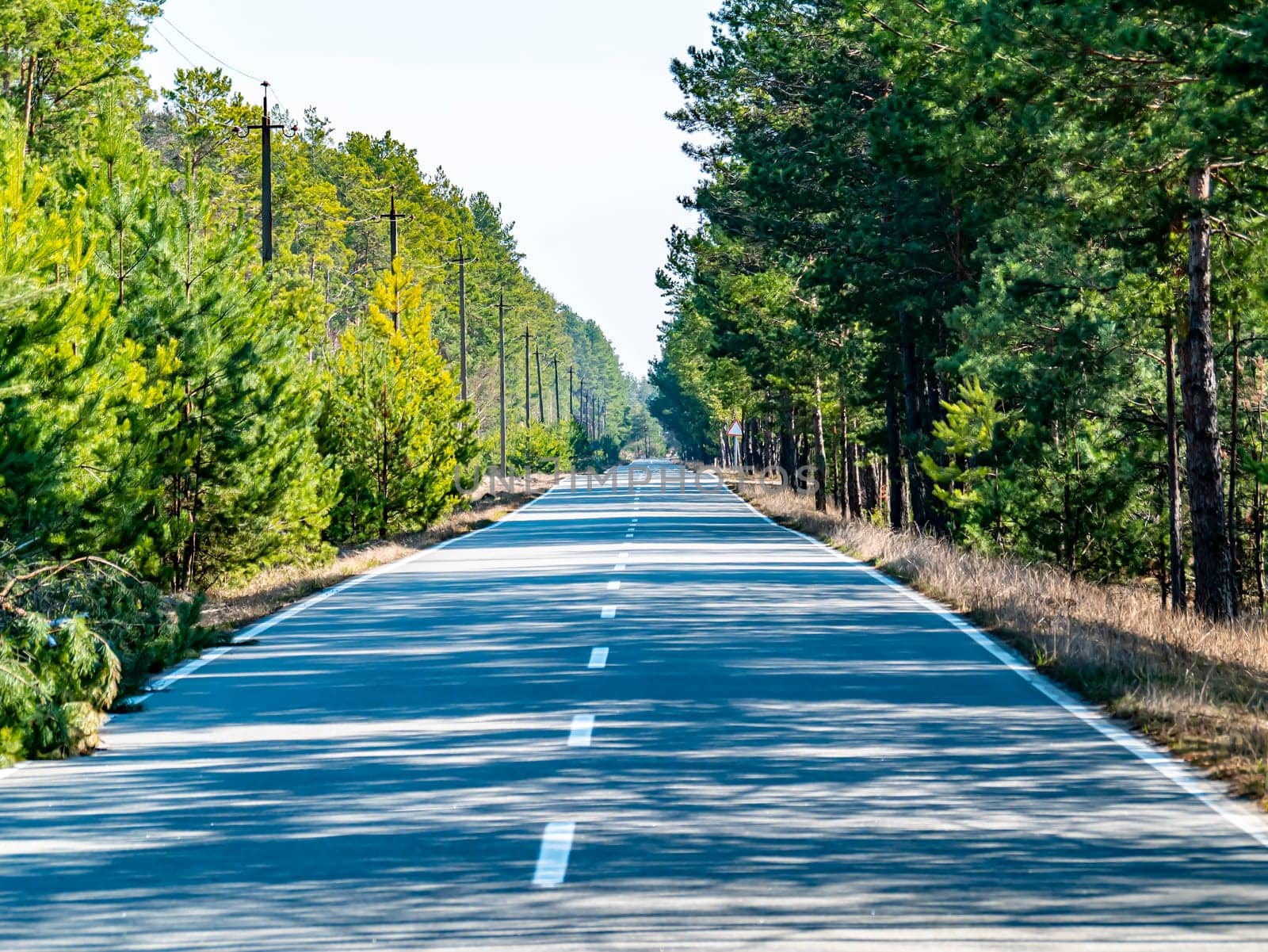 Asphalt road with markings in the forest. Industry. Transport. Traffic Place for text. Background image. Ecology. Environment.