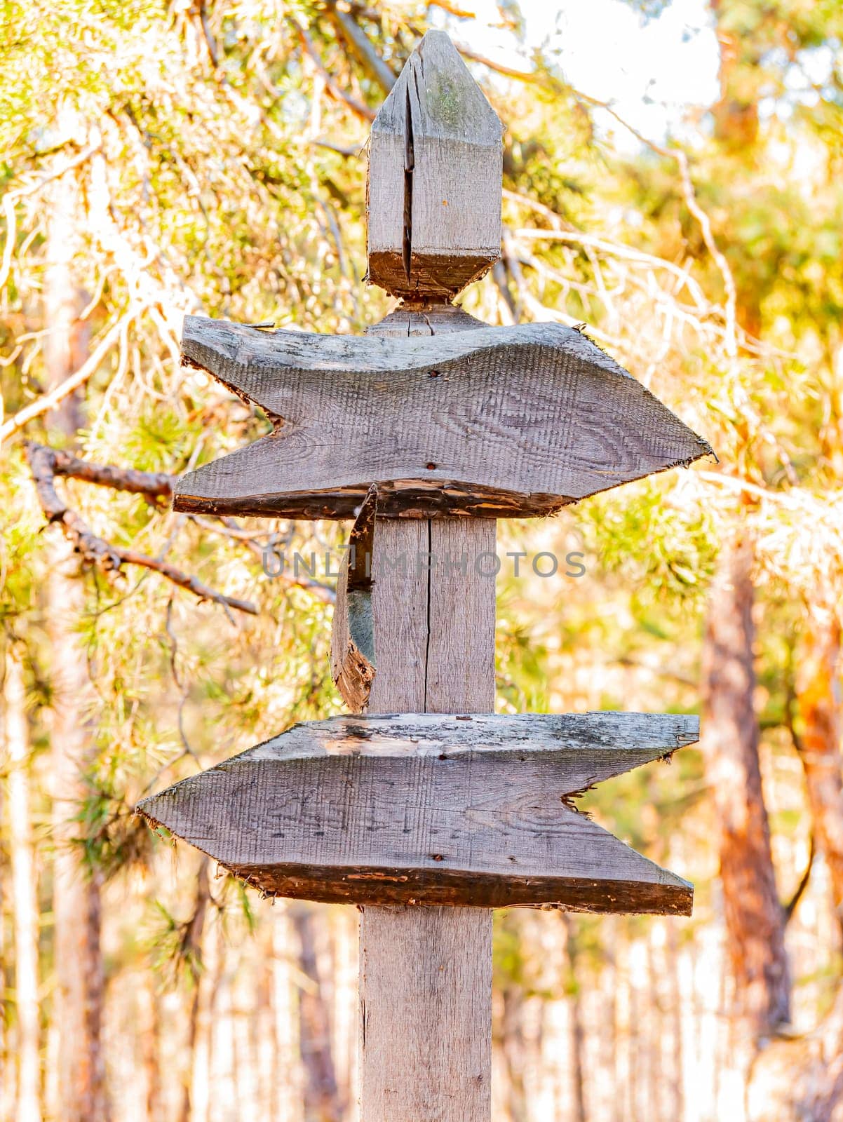 Sign wooden arrows pointers in the forest. Direction of travel. Place for text. Background image.