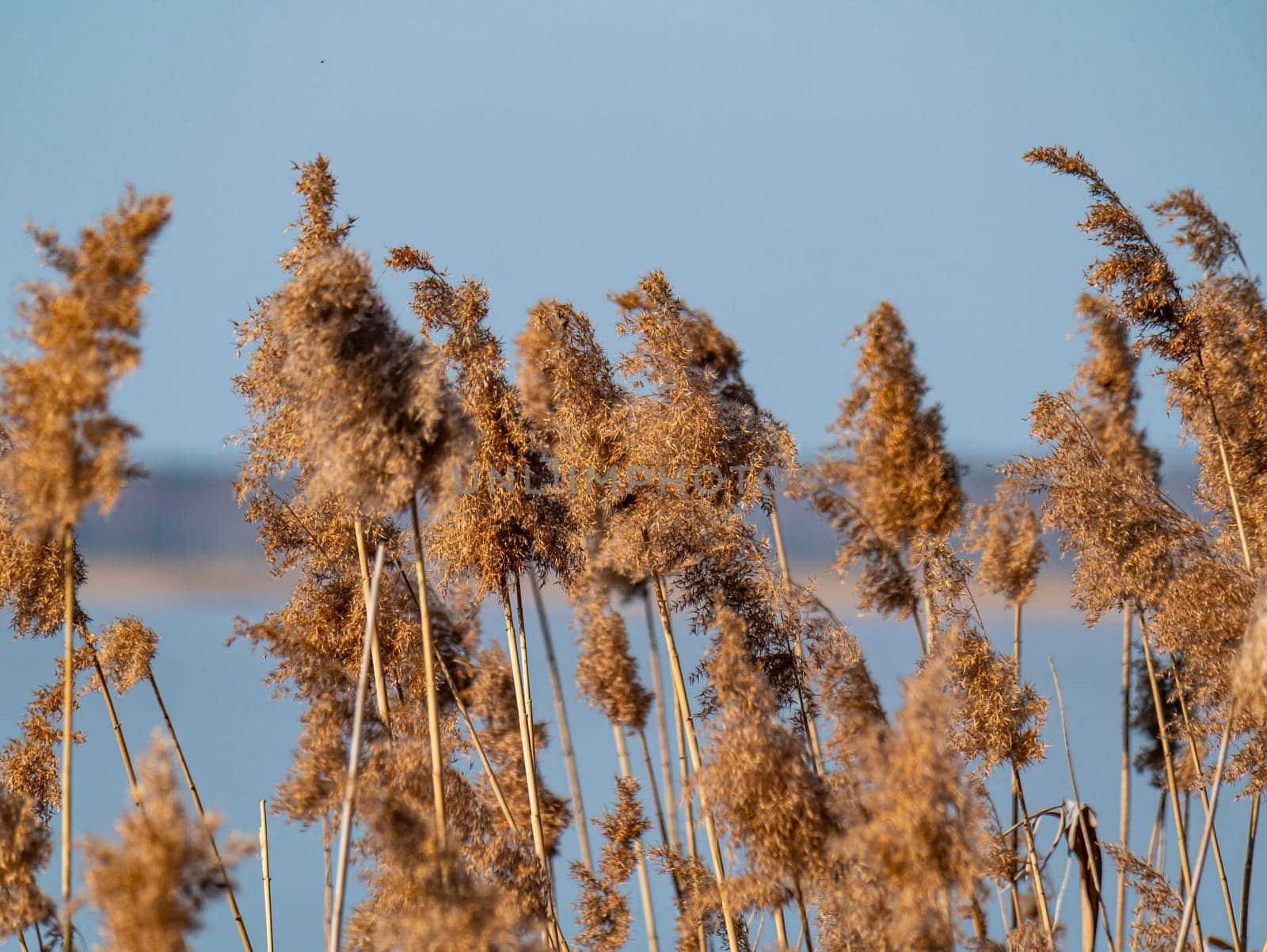 Reed cane above the surface of the water. Natural background. A place for fishing or hunting. Dnepr River. Background image. Place for text. Landscape. Sunny day. Blue sky.