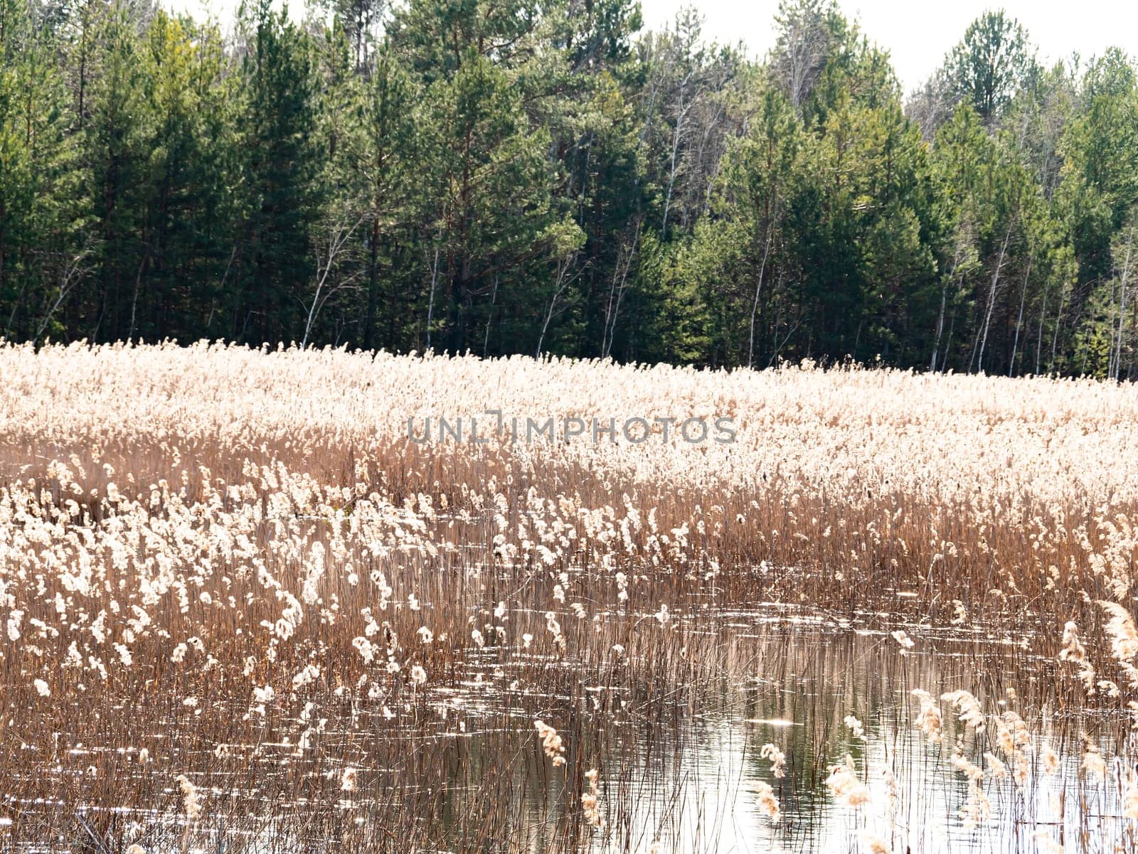 Reed cane above the surface of the water against the backdrop of a pine forest. Natural background. A place for fishing or hunting. Background image. Place for text. Landscape. Sunny day. Blue sky.