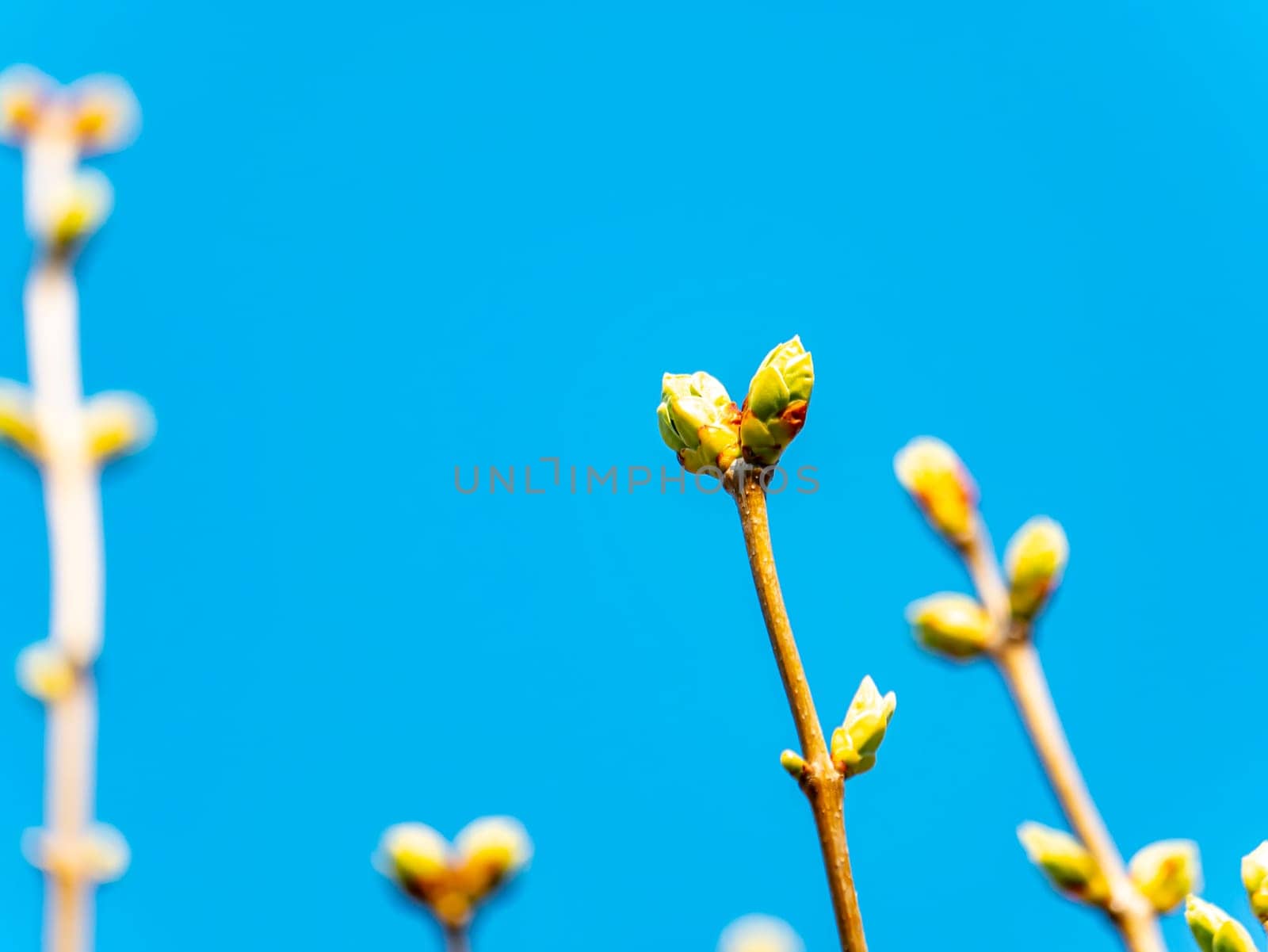Spring shoots of lilac tree leaves against the blue sky. Gardening. Place for text. Background image. Earth Day. The farm.