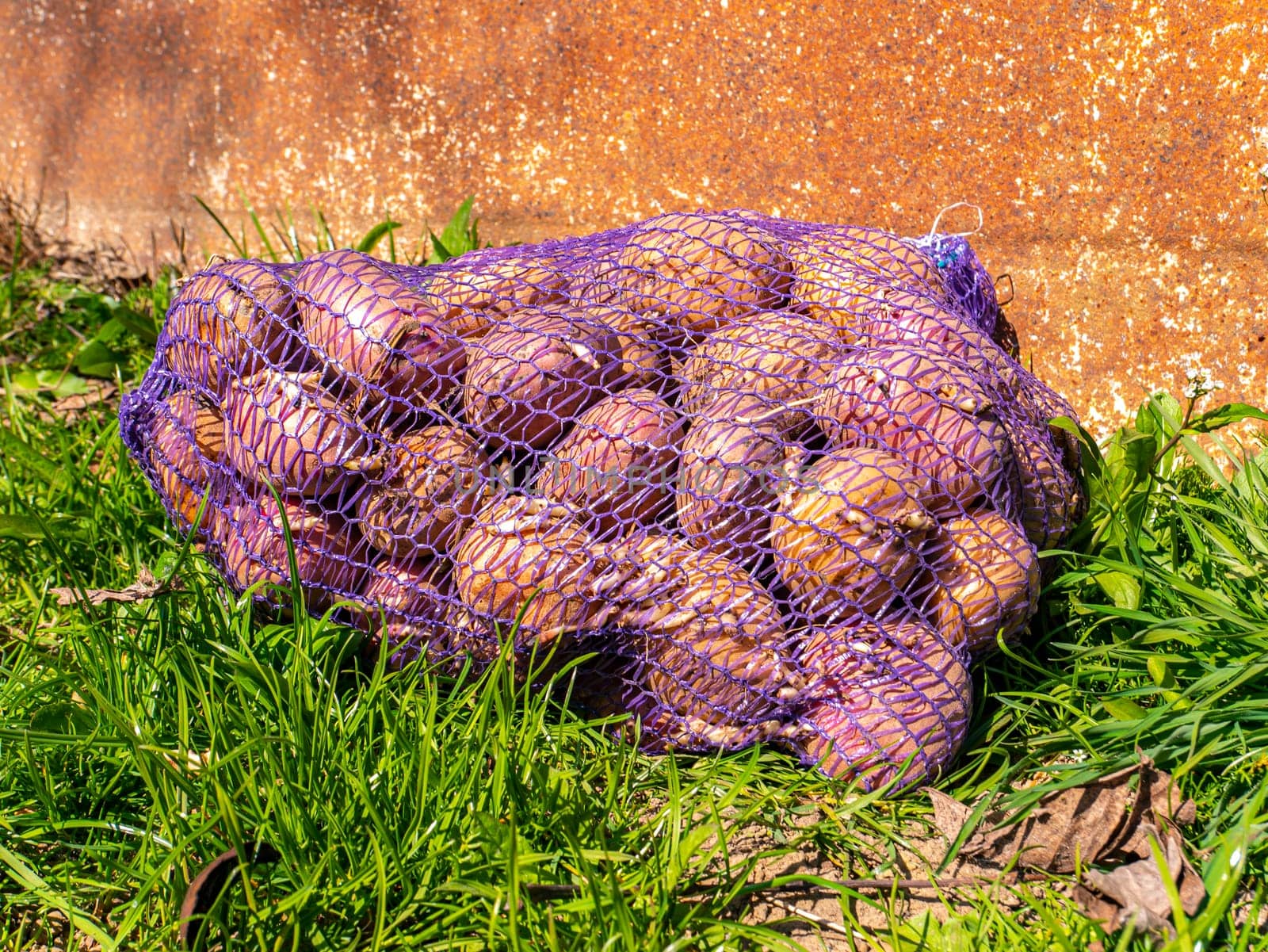 Potato in a synthetic bag lies on the grass. Farm. Agriculture. Harvesting. Place for text. Background image.