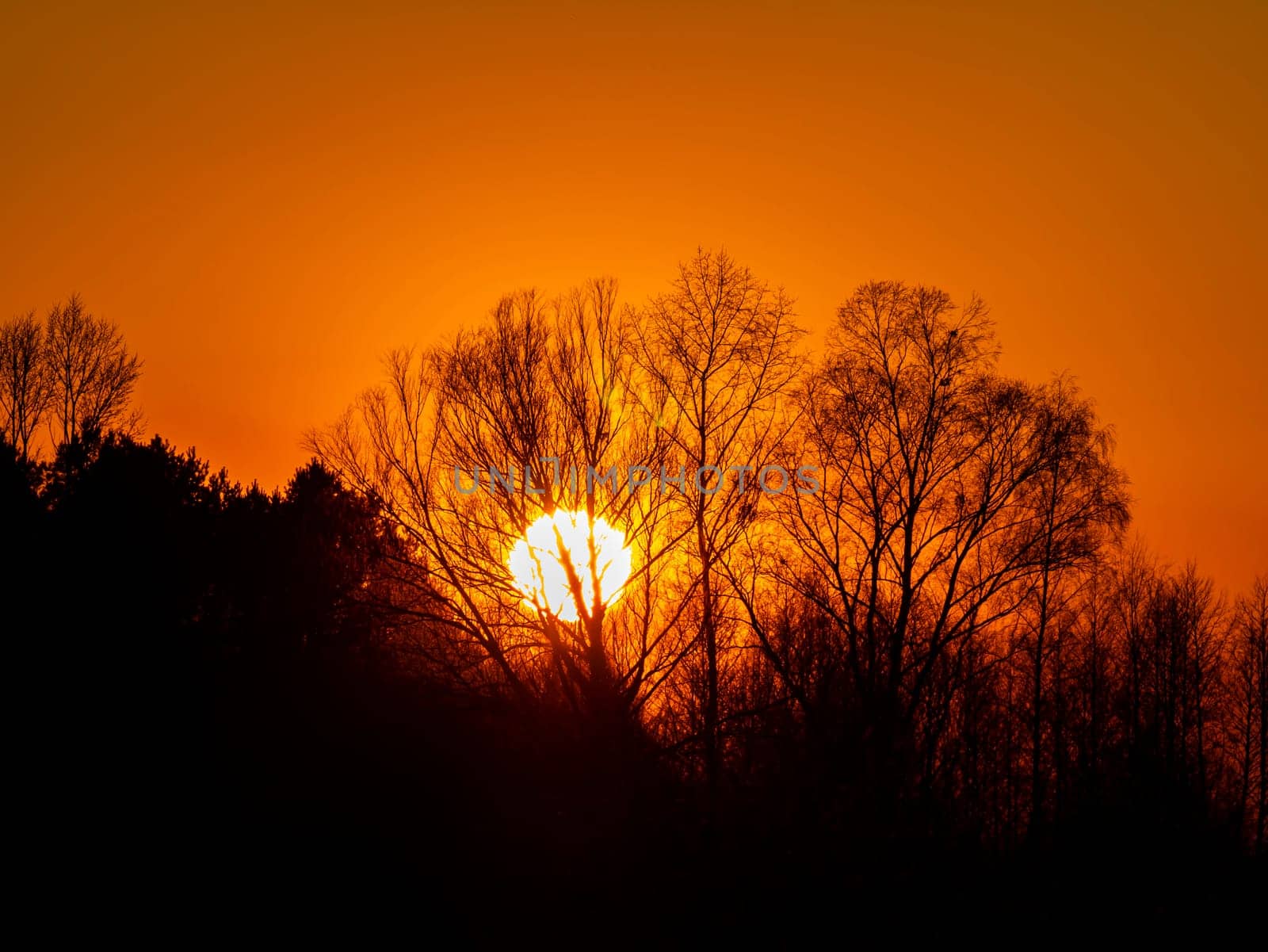 Tree branches against the backdrop of a sunny sunset on the horizon. Natural landscape. Background image.