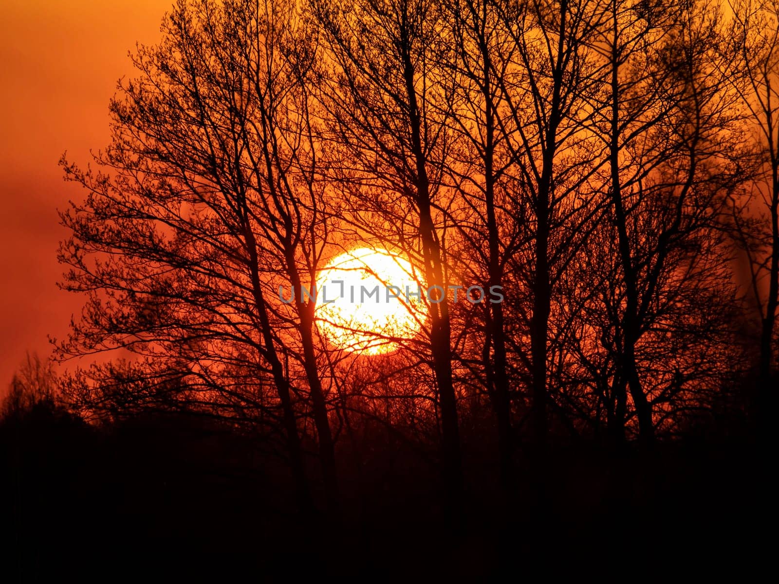 Tree branches against the backdrop of a sunny sunset on the horizon. Natural landscape. Background image.
