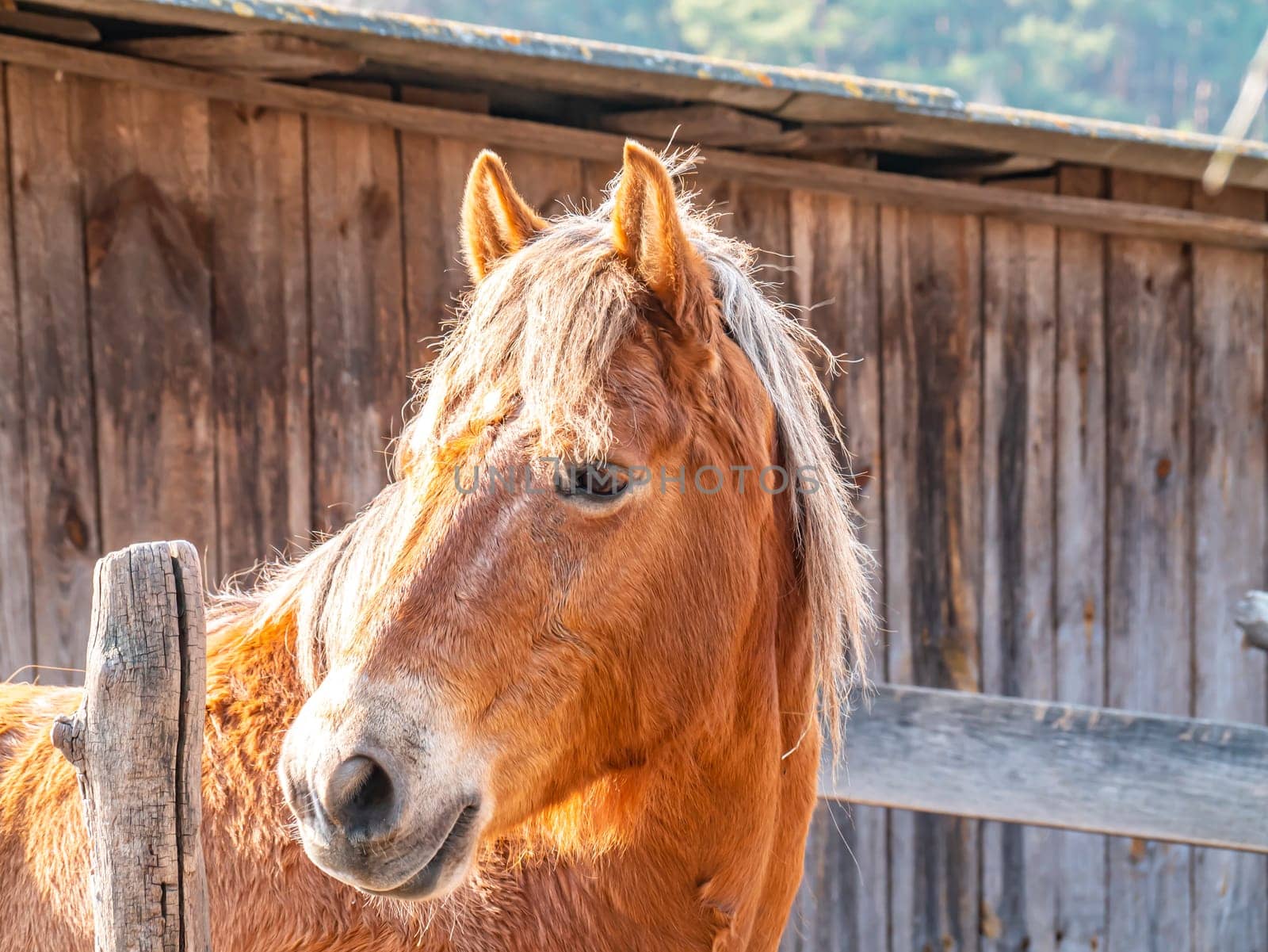 The head of a brown horse with a mane. Horse. Mare. The farm. Ranch. Cattle breeding. Agriculture. Place for text. Background image.