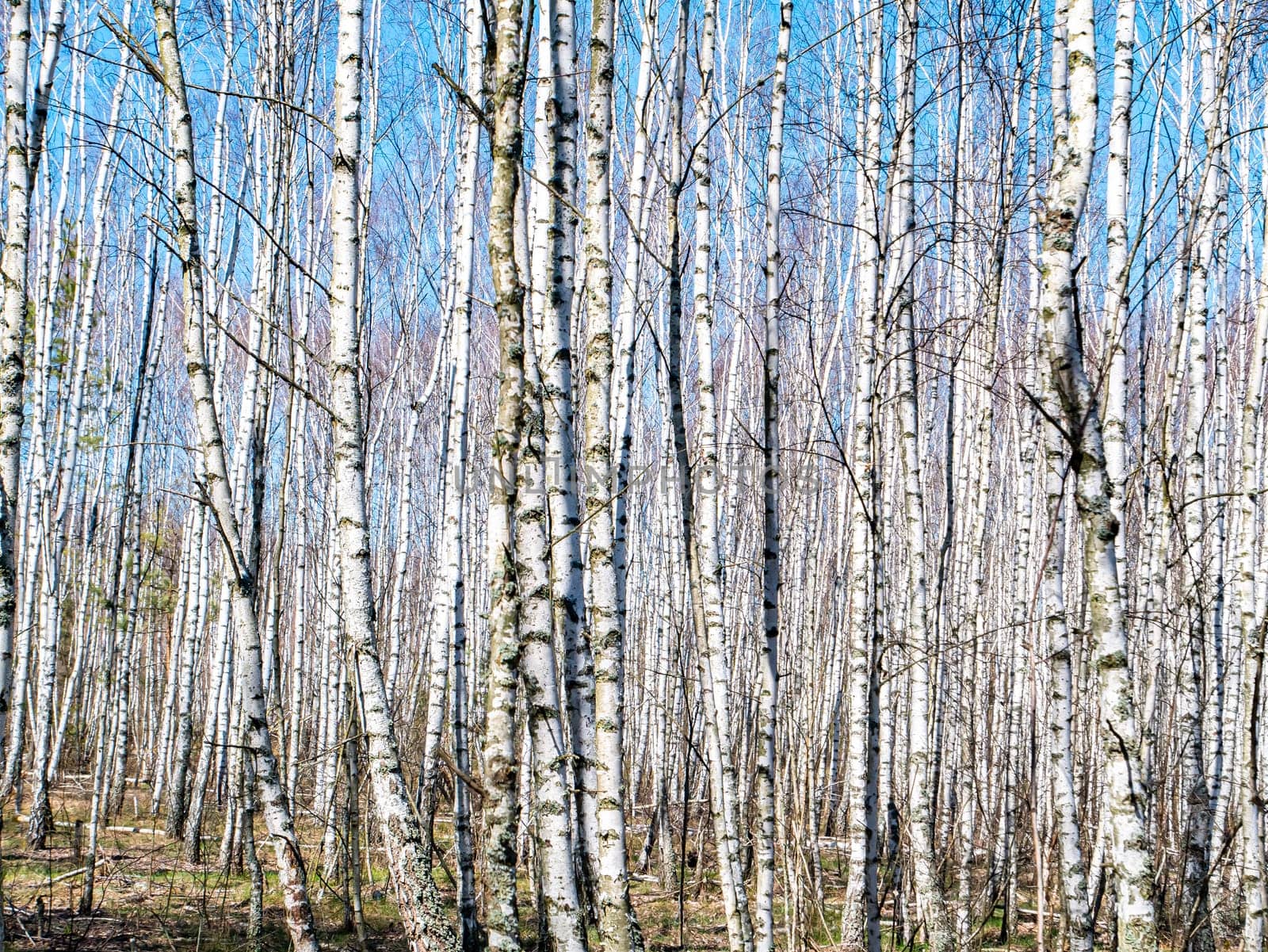 Birch grove trees against the blue sky. Place for text. Background image. Natural landscape. Ecology. Environment.