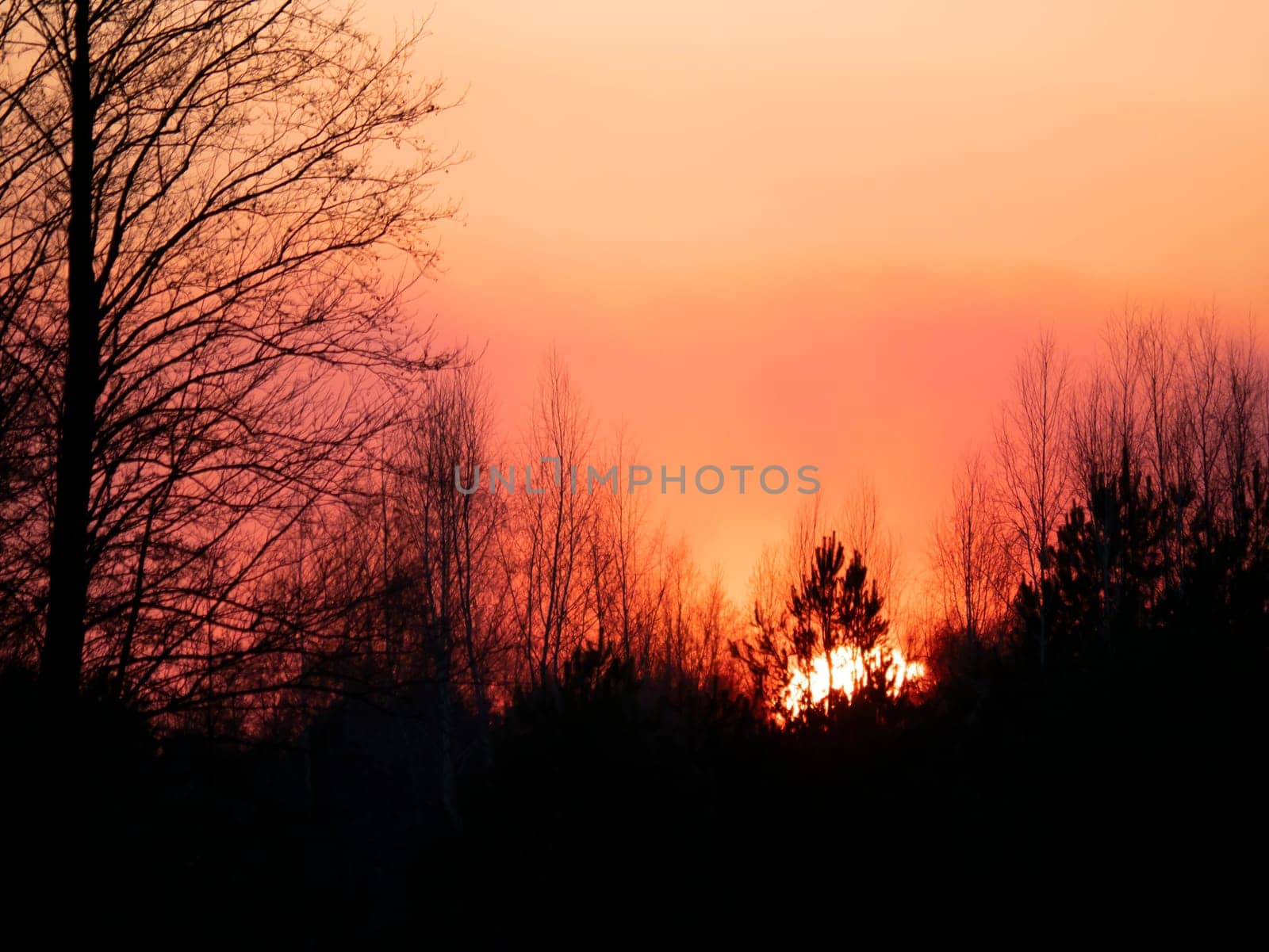 Tree branches against the backdrop of a sunny sunset on the horizon. Natural landscape. Background image.