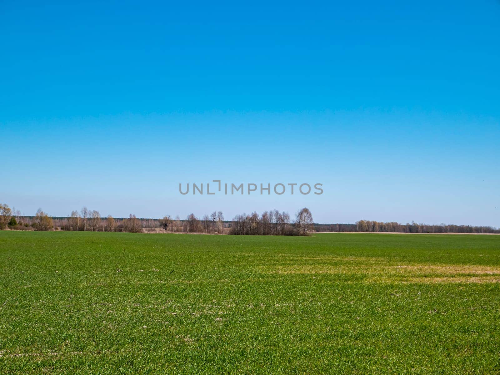 Spring shoots of winter crops on a farm field on a sunny day with blue sky. Cloud horizon. Agriculture. Place for text. Background image.