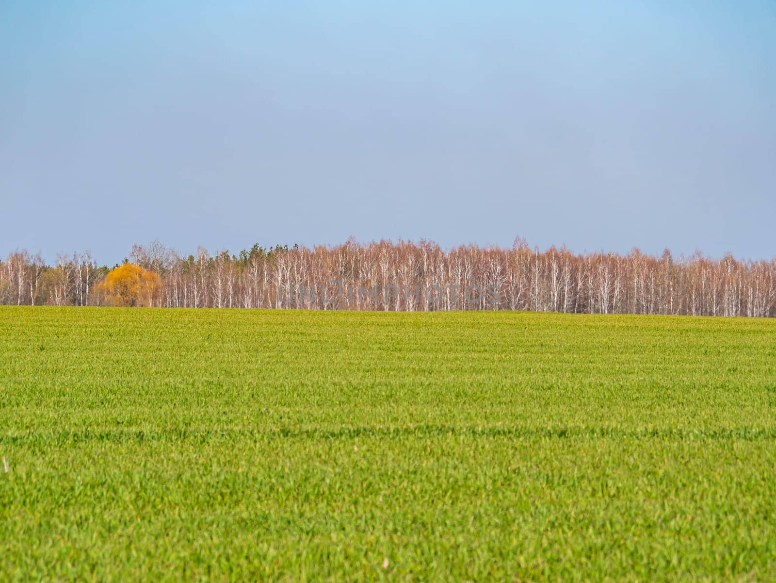 Spring shoots of winter crops on a farm field on a sunny day with blue sky. Cloud horizon. Agriculture. Place for text. Background image.