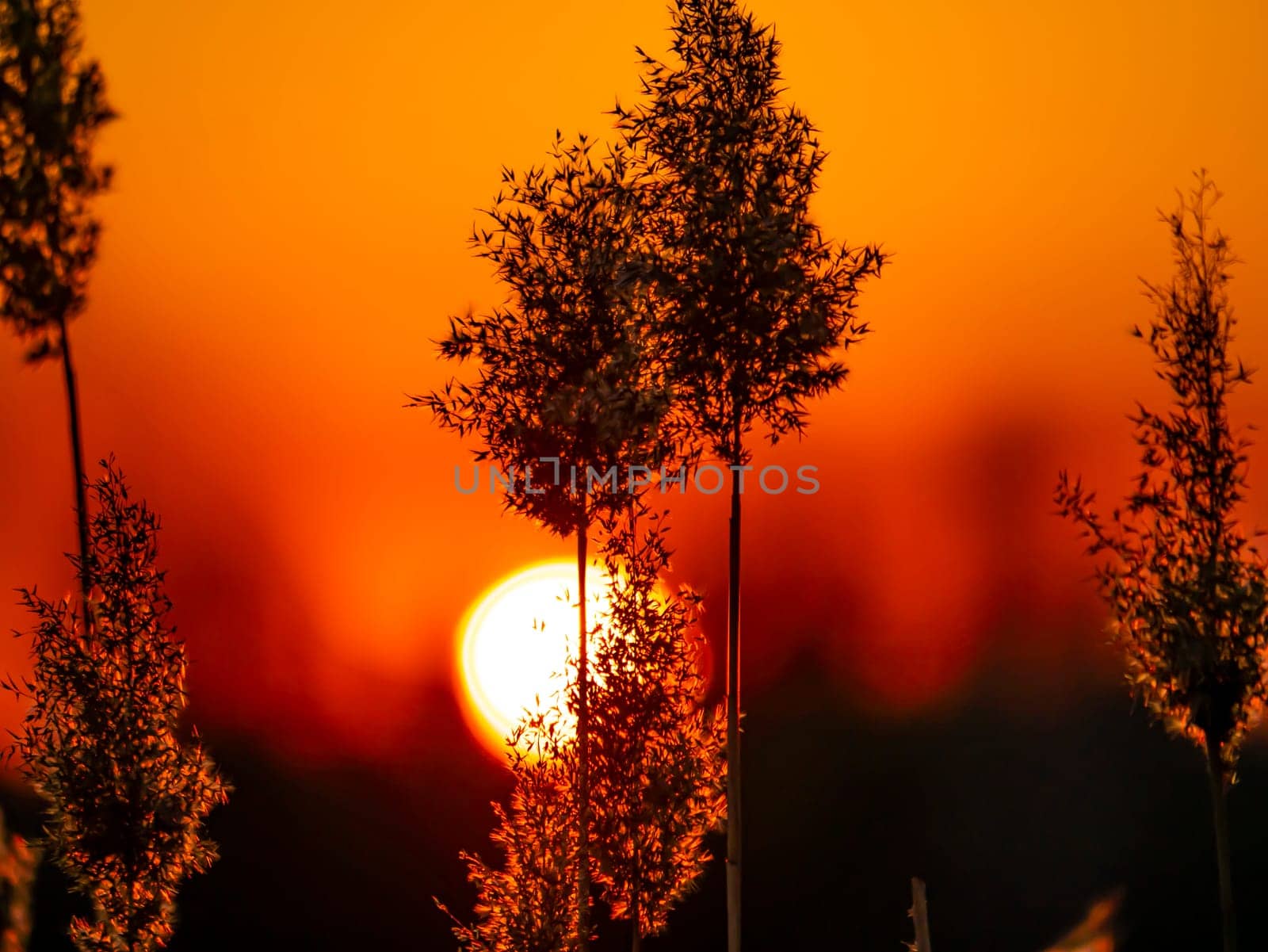 Field reeds against the backdrop of a sunny sunset on the horizon. Natural landscape. Background image.