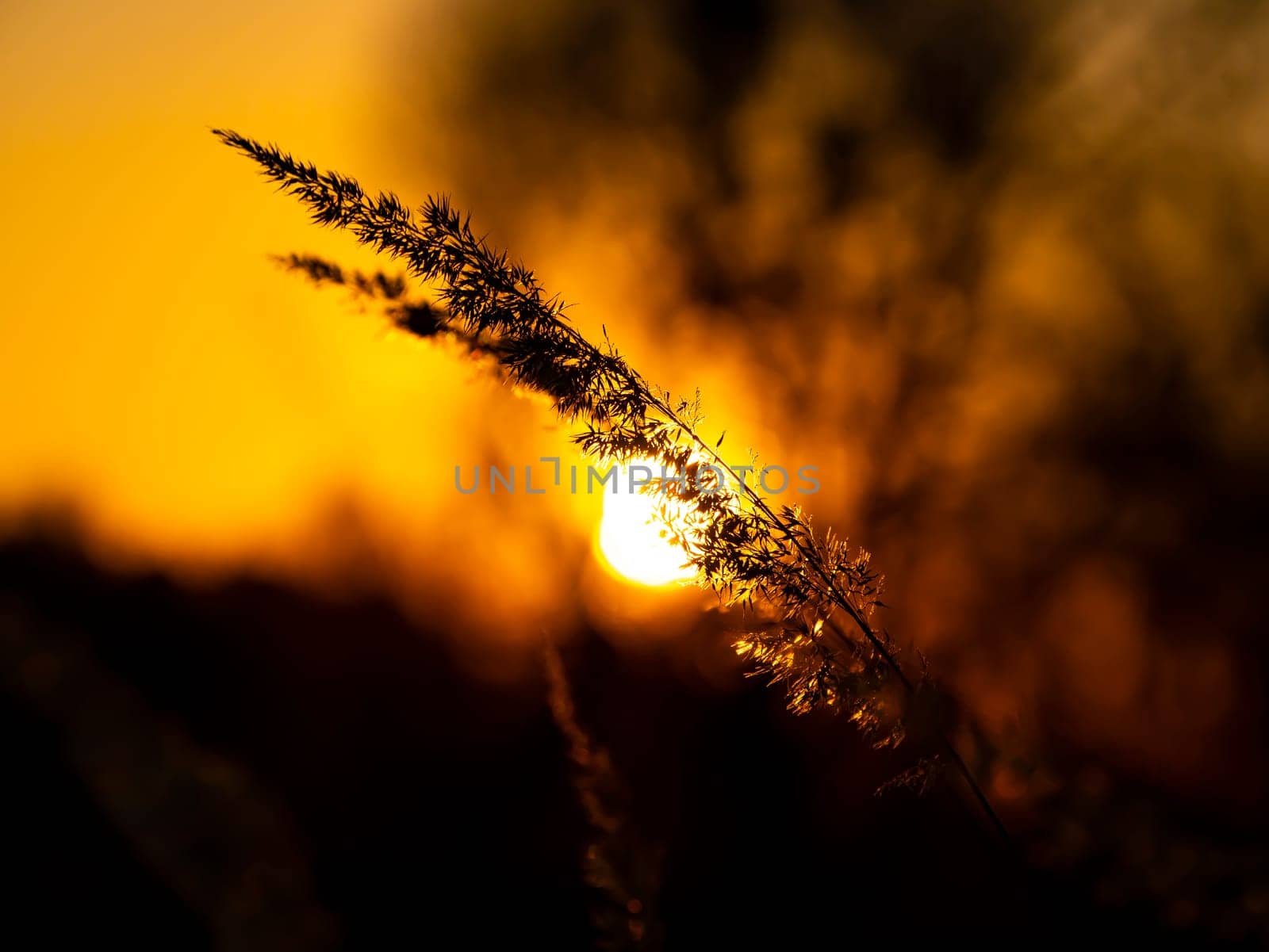 Field reeds against the backdrop of a sunny sunset on the horizon. Natural landscape. Background image.