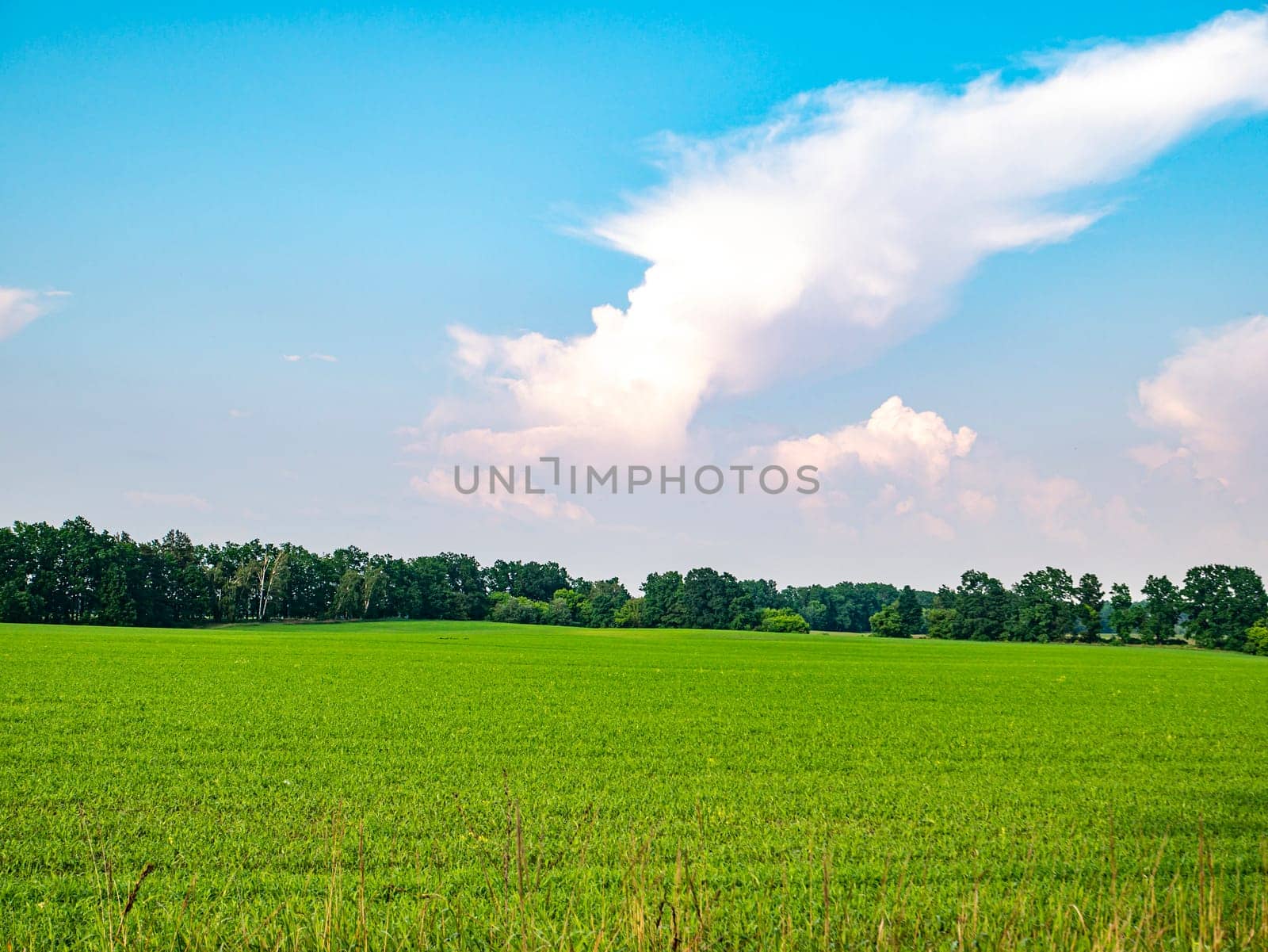 Green shoots of a winter farm field against a blue sky. Cloud horizon. Agriculture. Sunny day. Harvest. Agriculture. landscape. Background image. Trees on the horizon. Place for text.