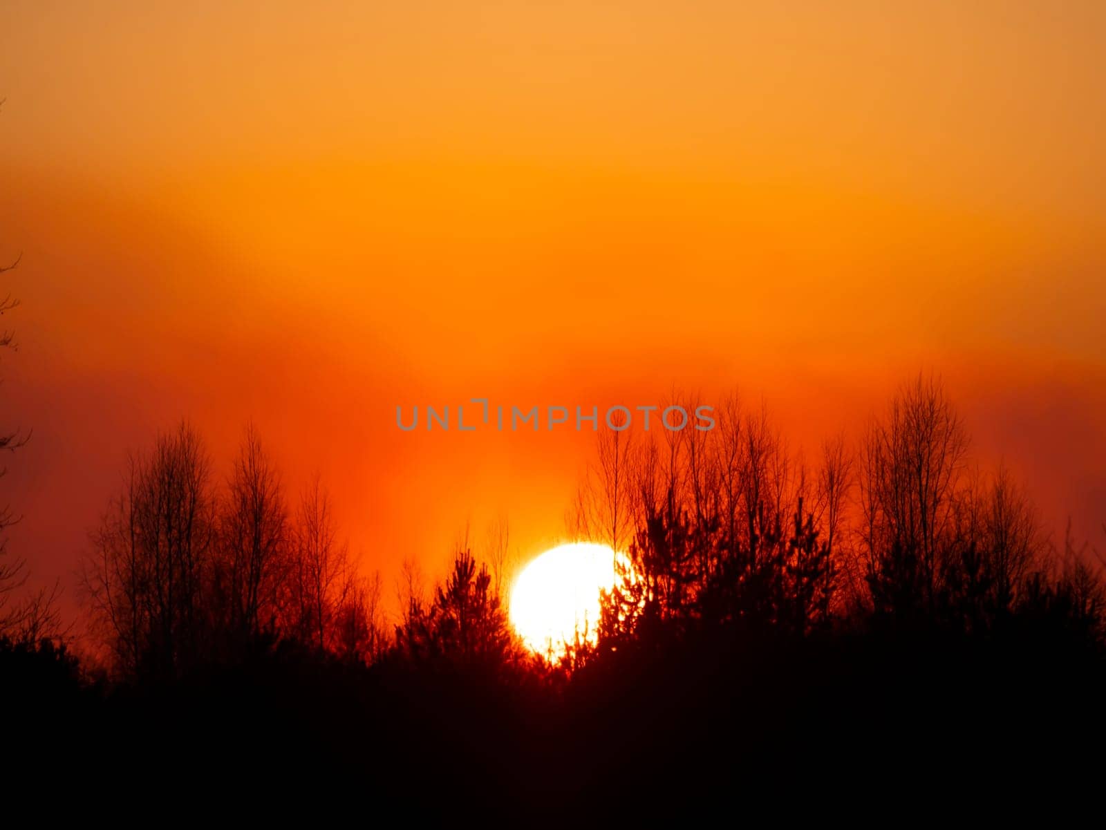 Tree branches against the backdrop of a sunny sunset on the horizon. Natural landscape. Background image.