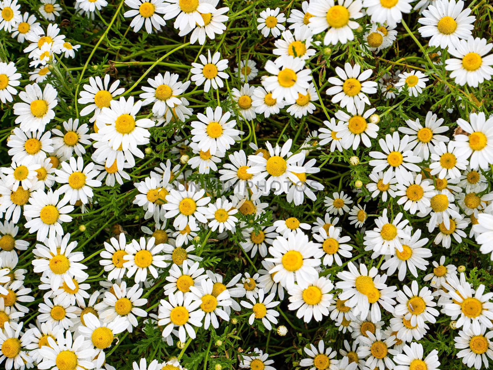 Field of white wildflowers daisies on a summer day. Background image. Outdoors. Admire the view. Poster. Greeting card. Background image. Place for text.