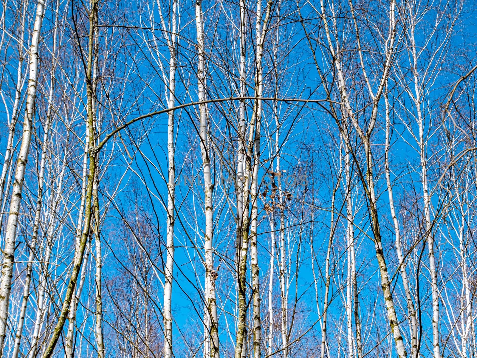 Birch grove trees against the blue sky. Place for text. Background image. Natural landscape. Ecology. Environment.