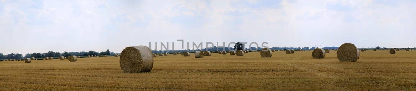 Round rolls of straw lie around on a harvested grain field.