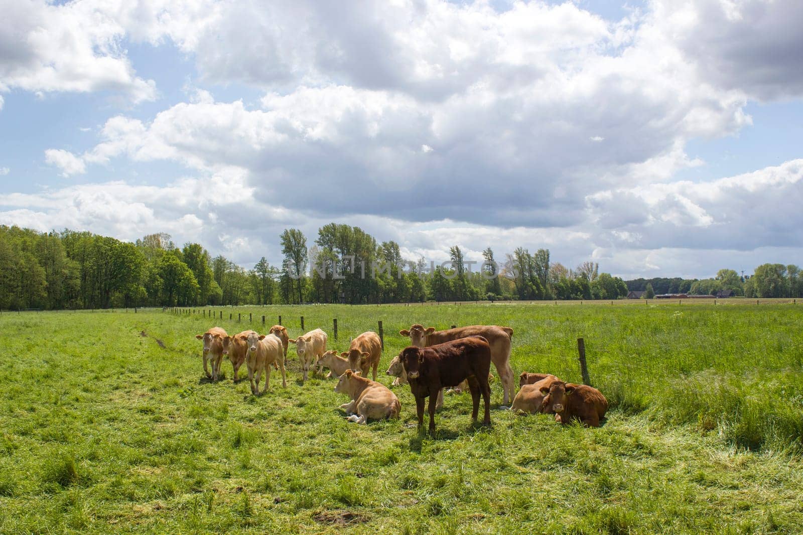 Cows grazing on a spring meadow in sunny day - german countryside landscape, Lower Rhine Region, Germany
