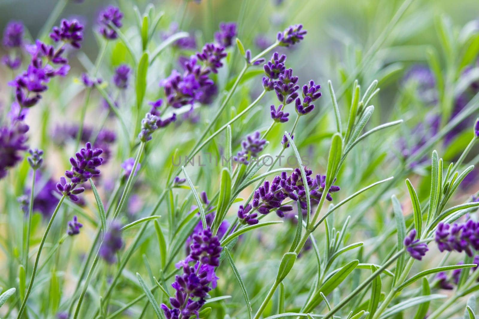 lavender flowers in the garden