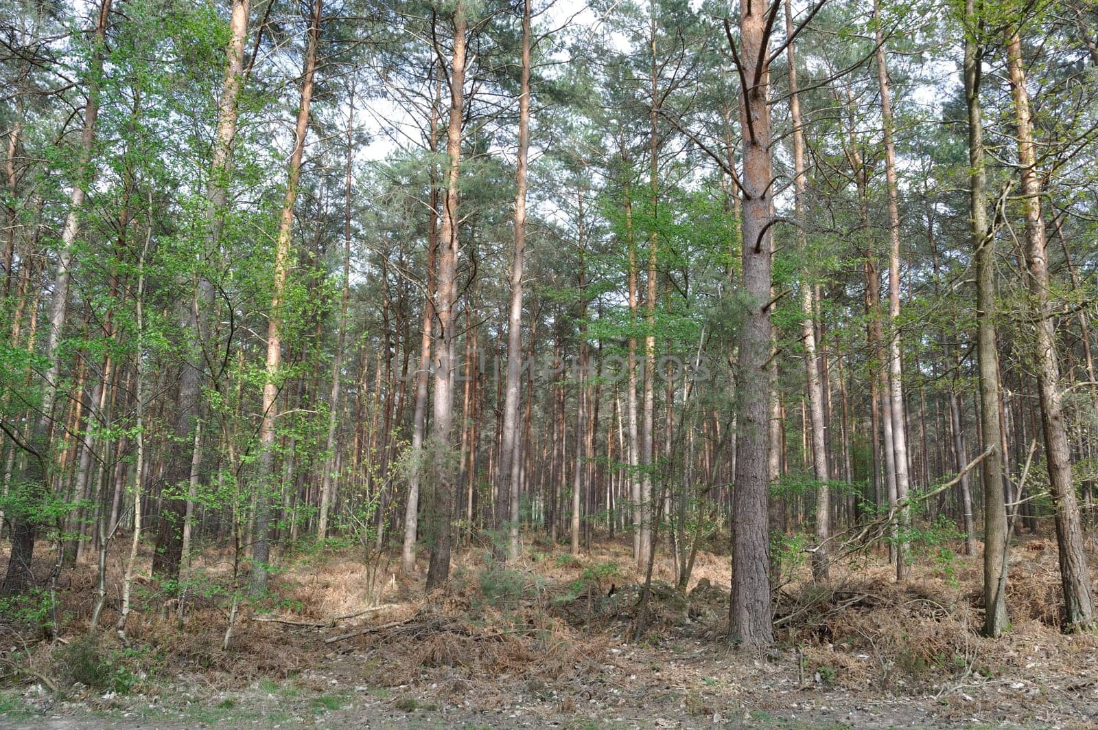 Communal forest of Saint-Pierre-Lès-Elbeuf
