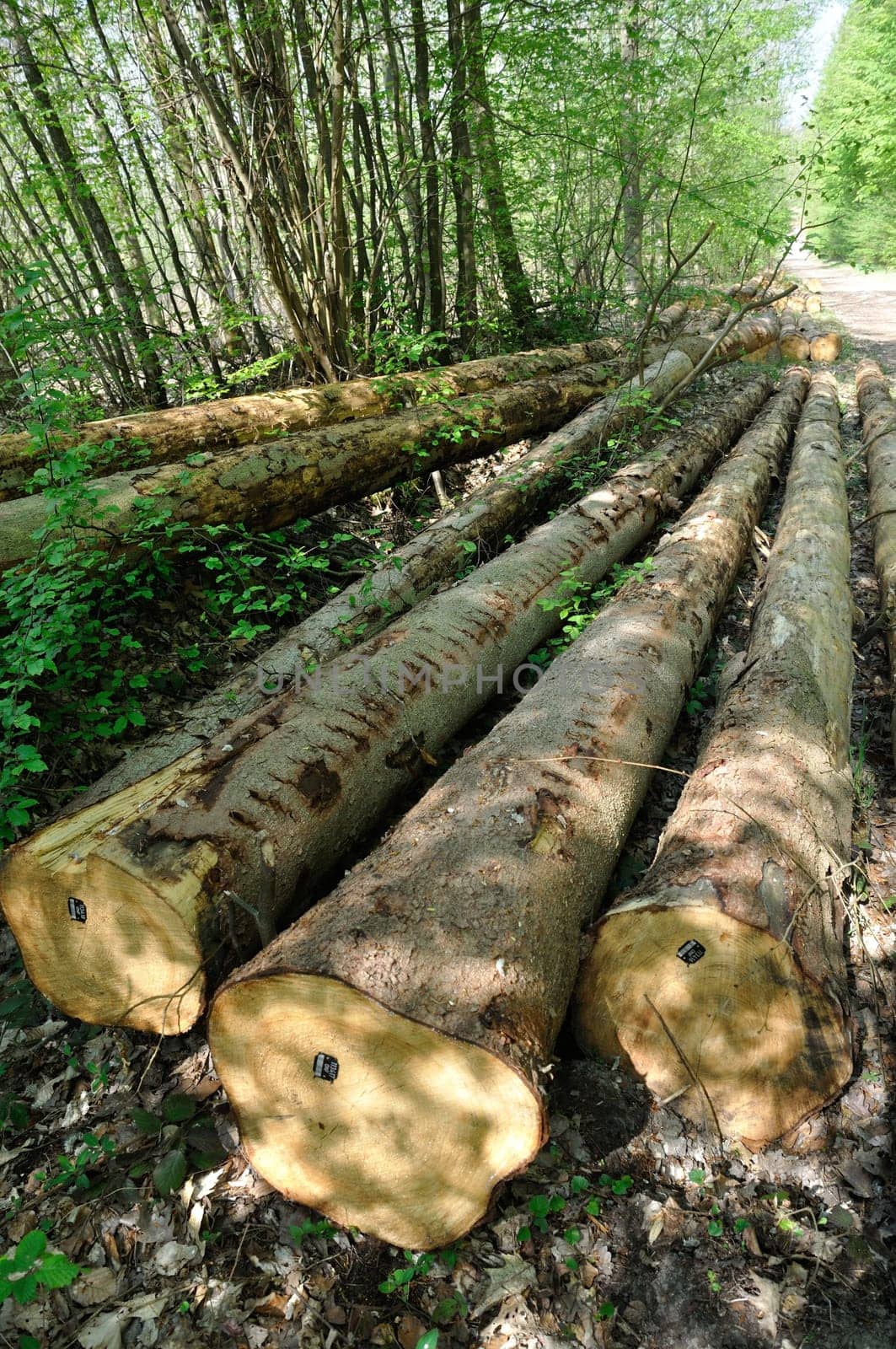 Cut tree trunks in the Saint-Pierre-Lès-Elbeuf communal forest