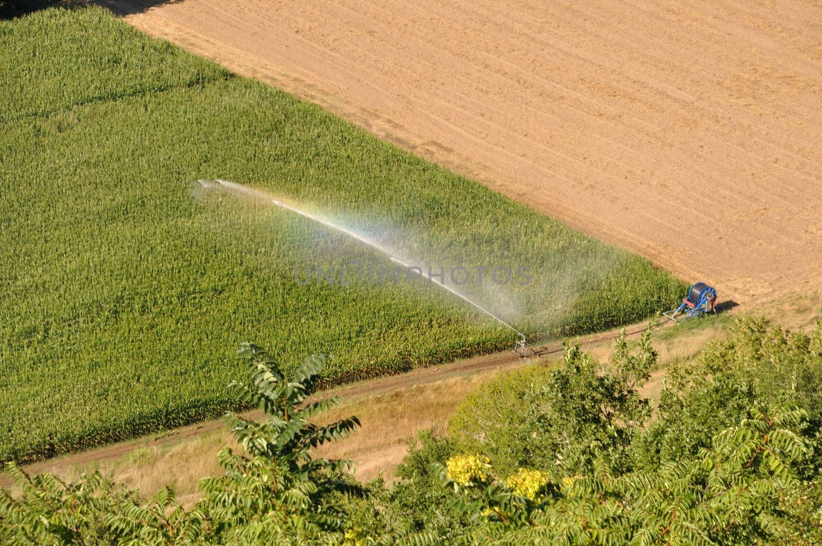 Water sprinkler installation in a field of maize, aerial view